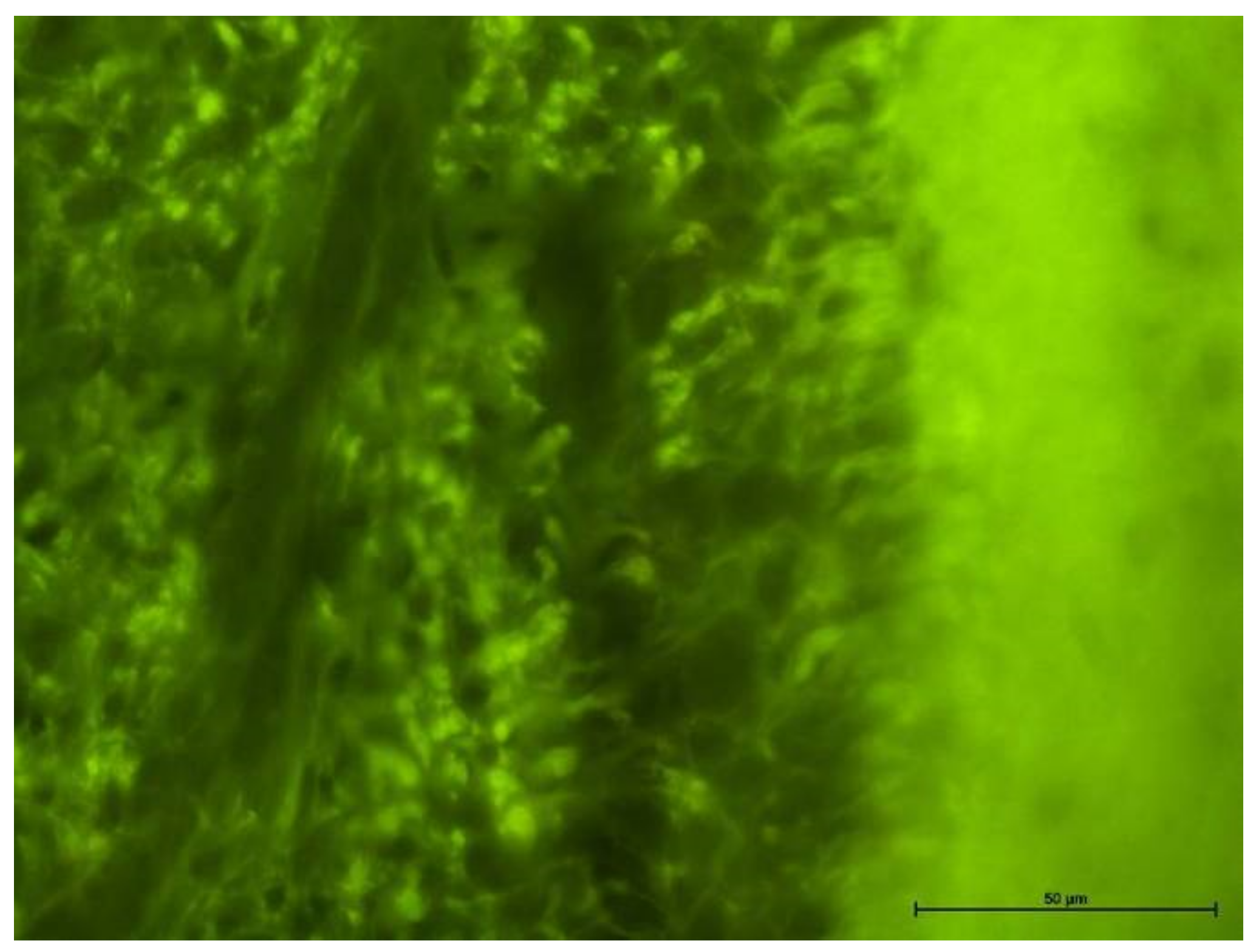 Biology 11 00635 g007