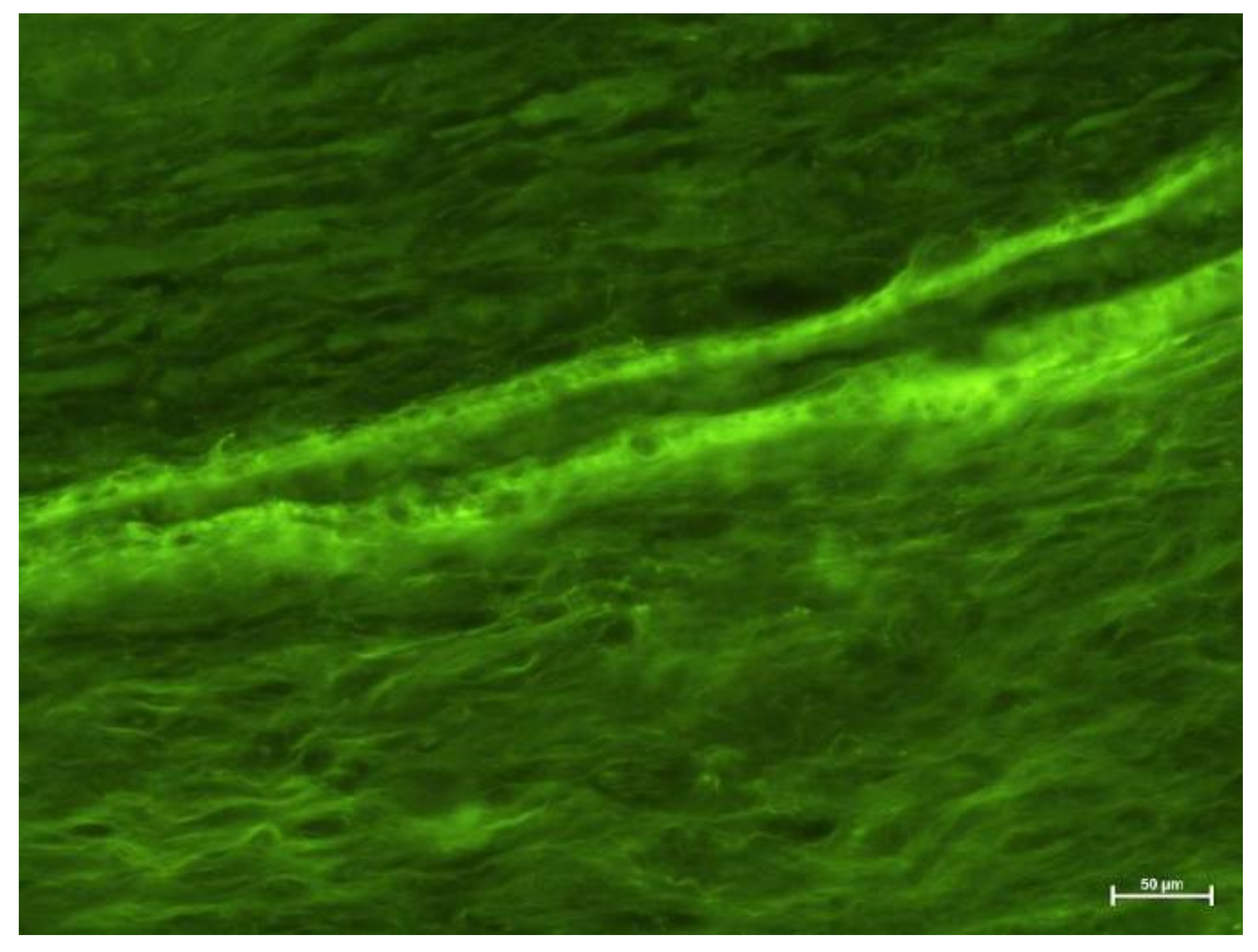 Biology 11 00635 g008