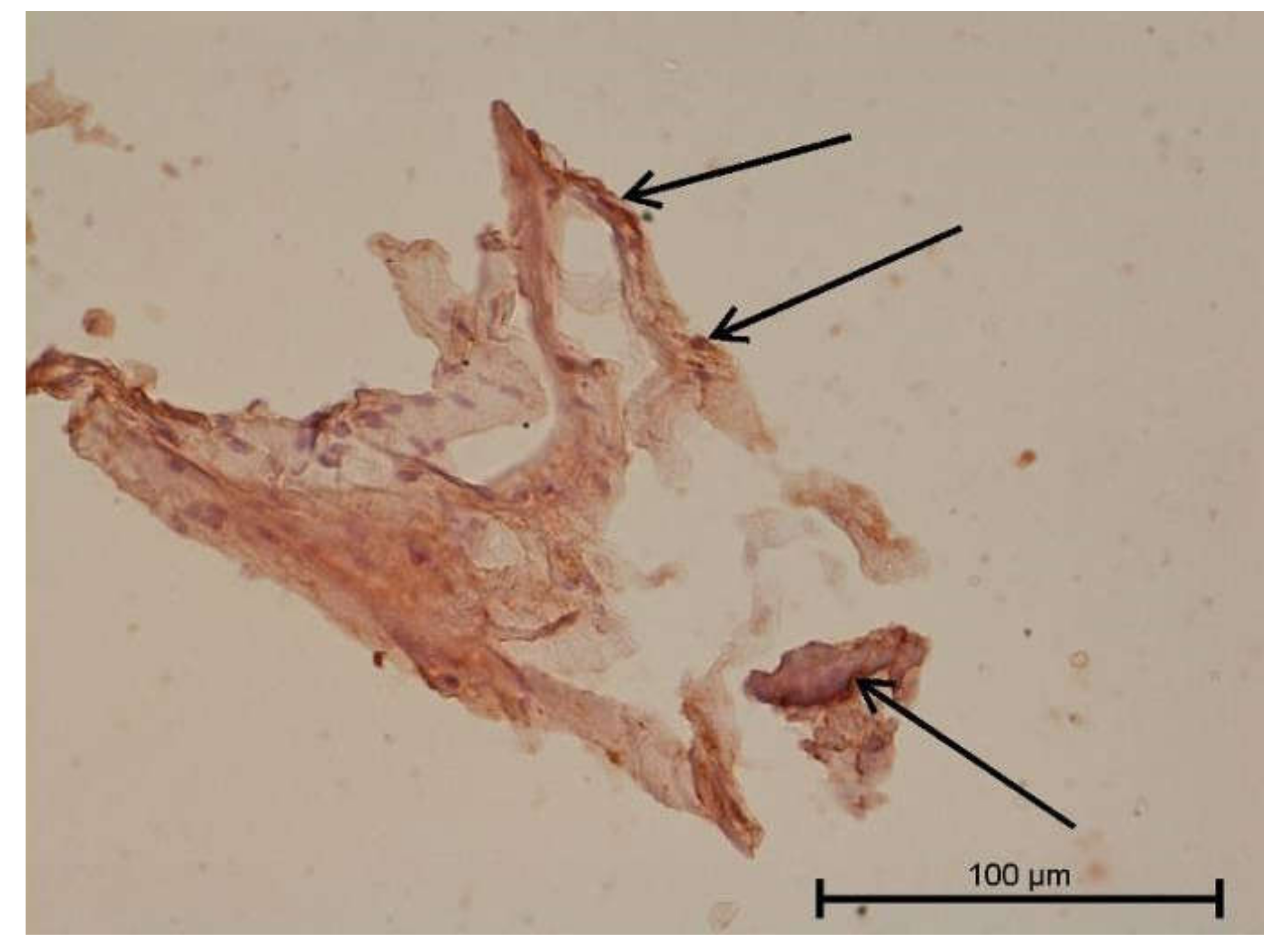 Biology 11 00635 g018