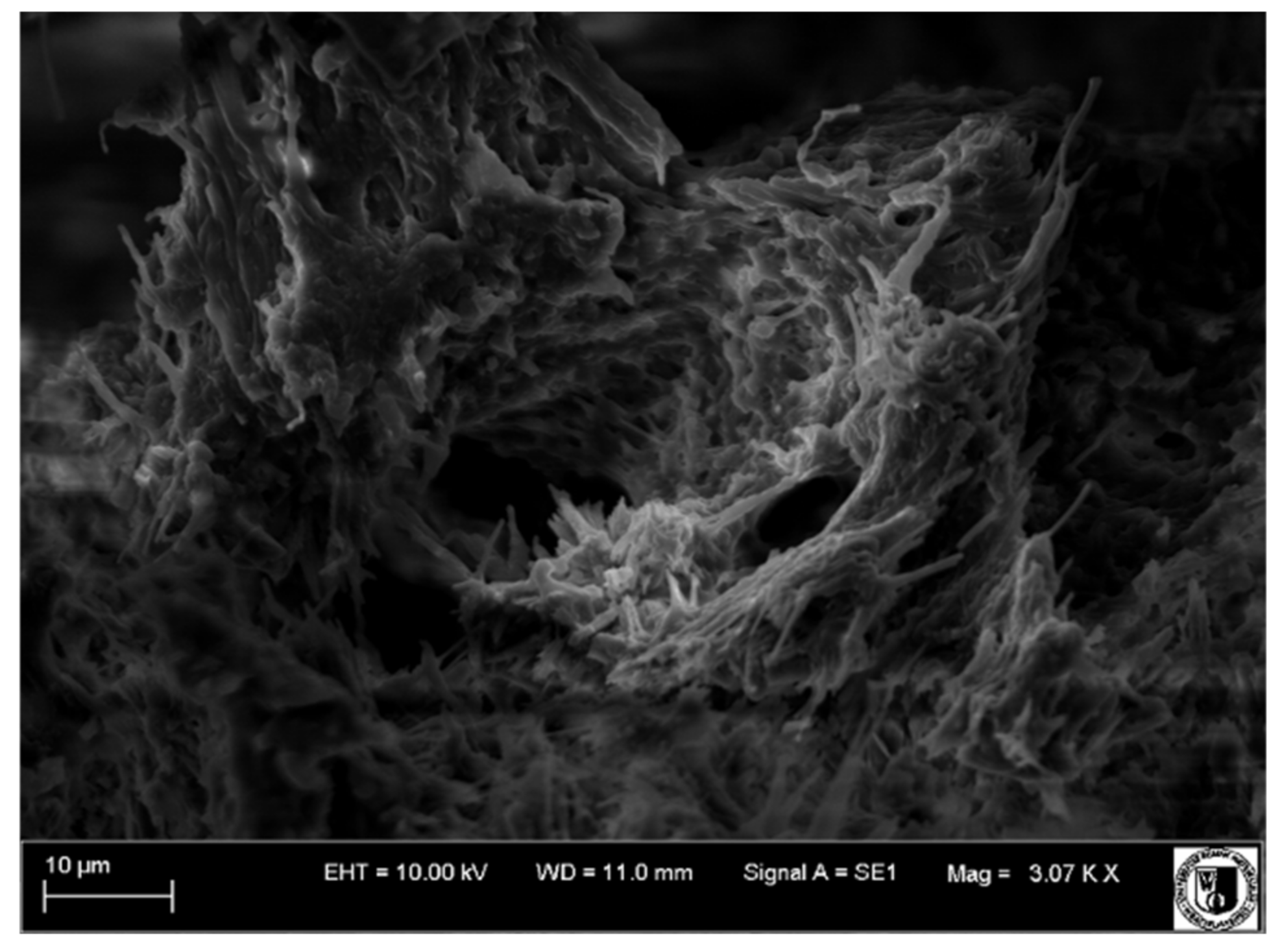 Biology 11 00635 g021