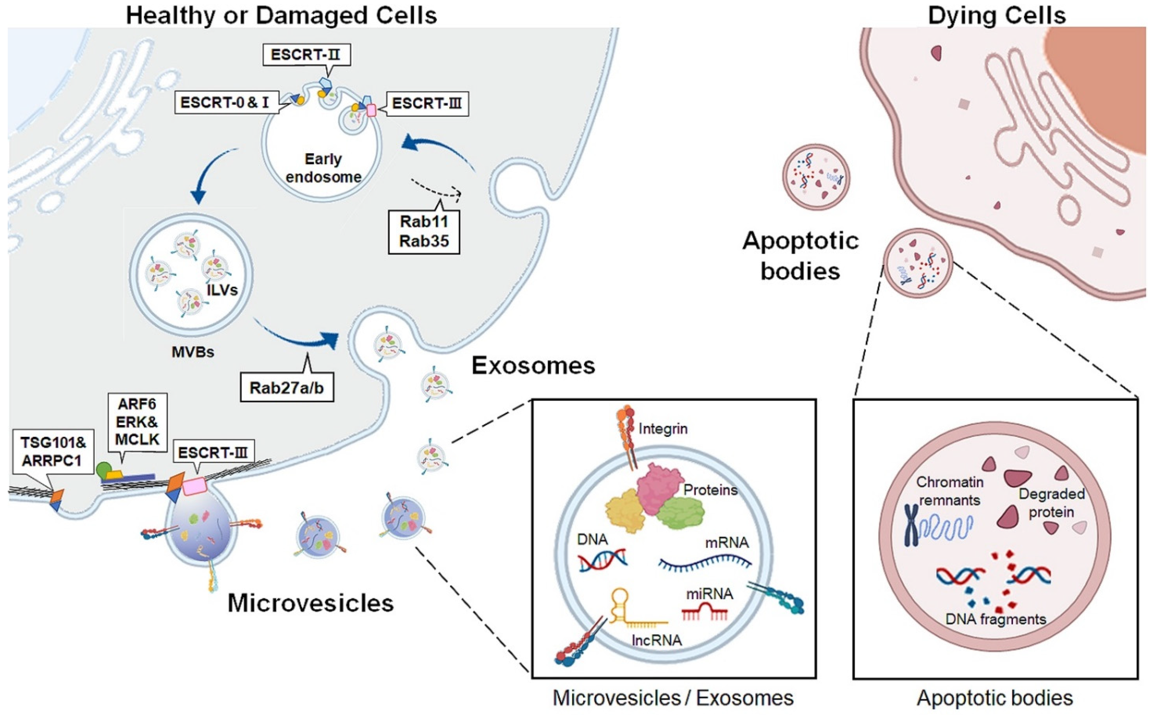 Biology 11 00637 g001