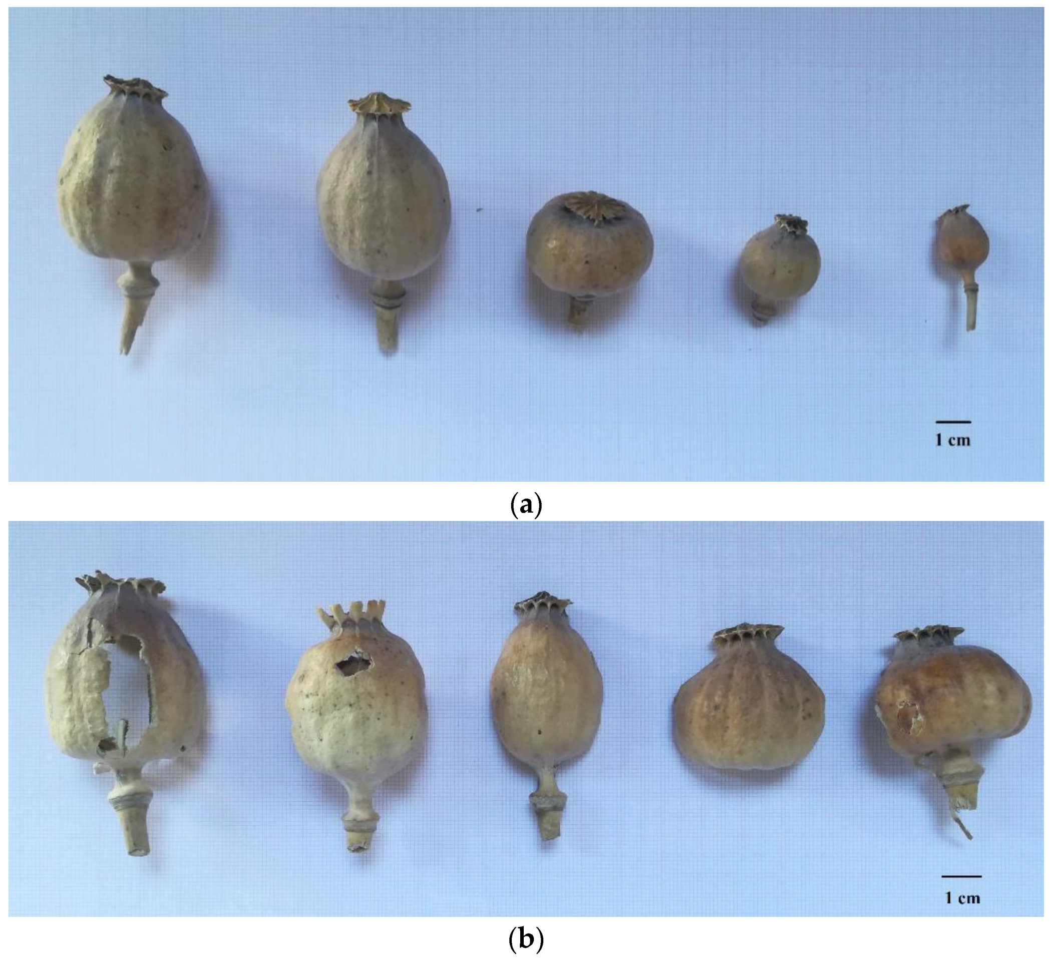 Biology 11 00672 g001