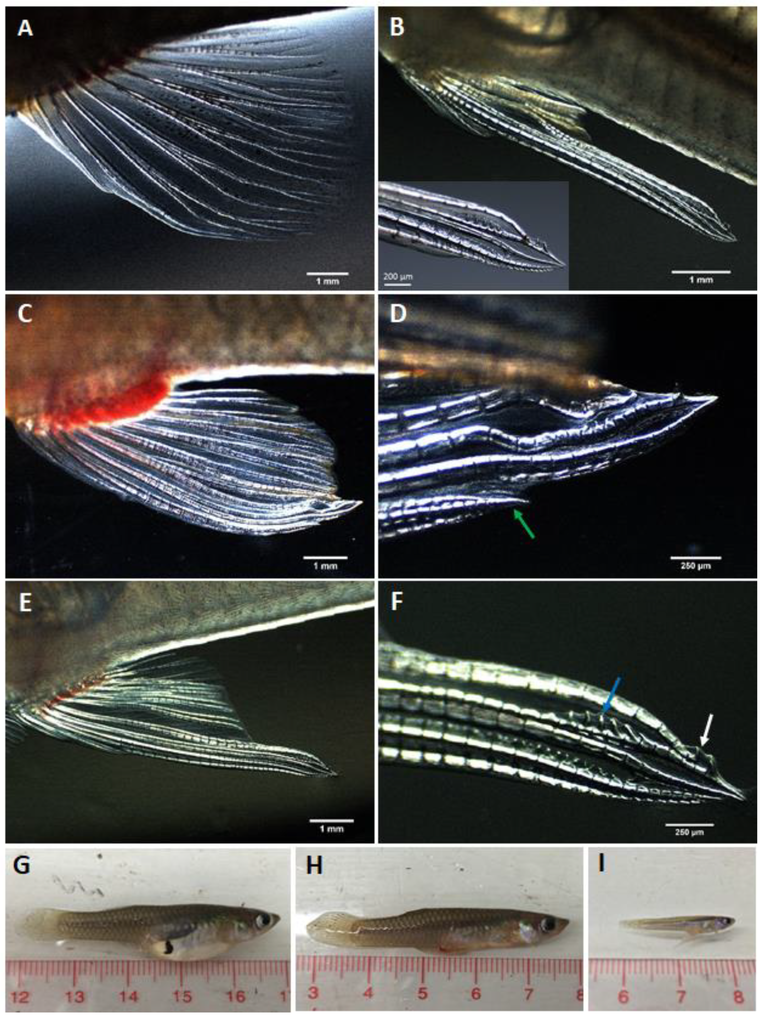 Biology 11 00694 g001