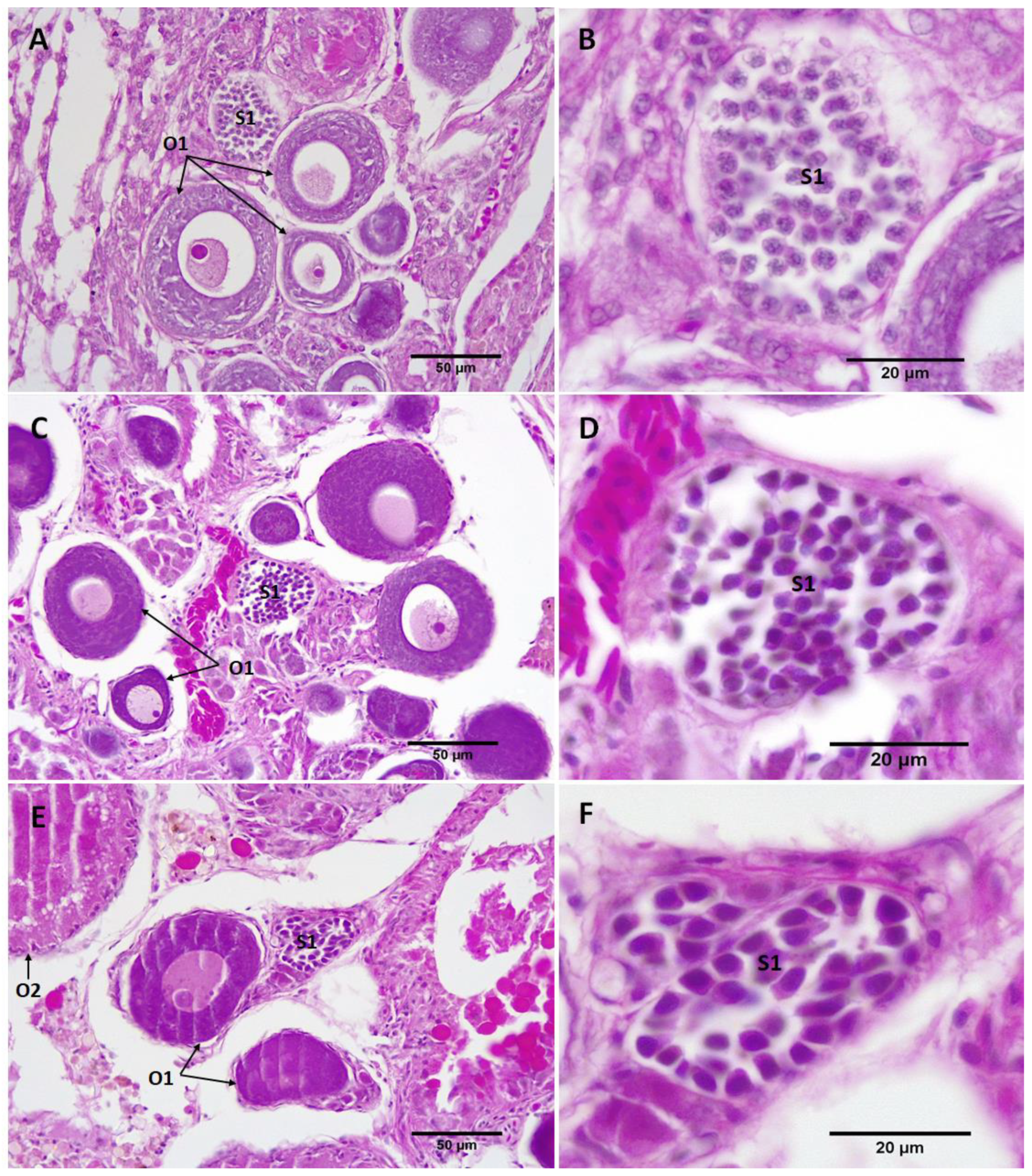 Biology 11 00694 g006