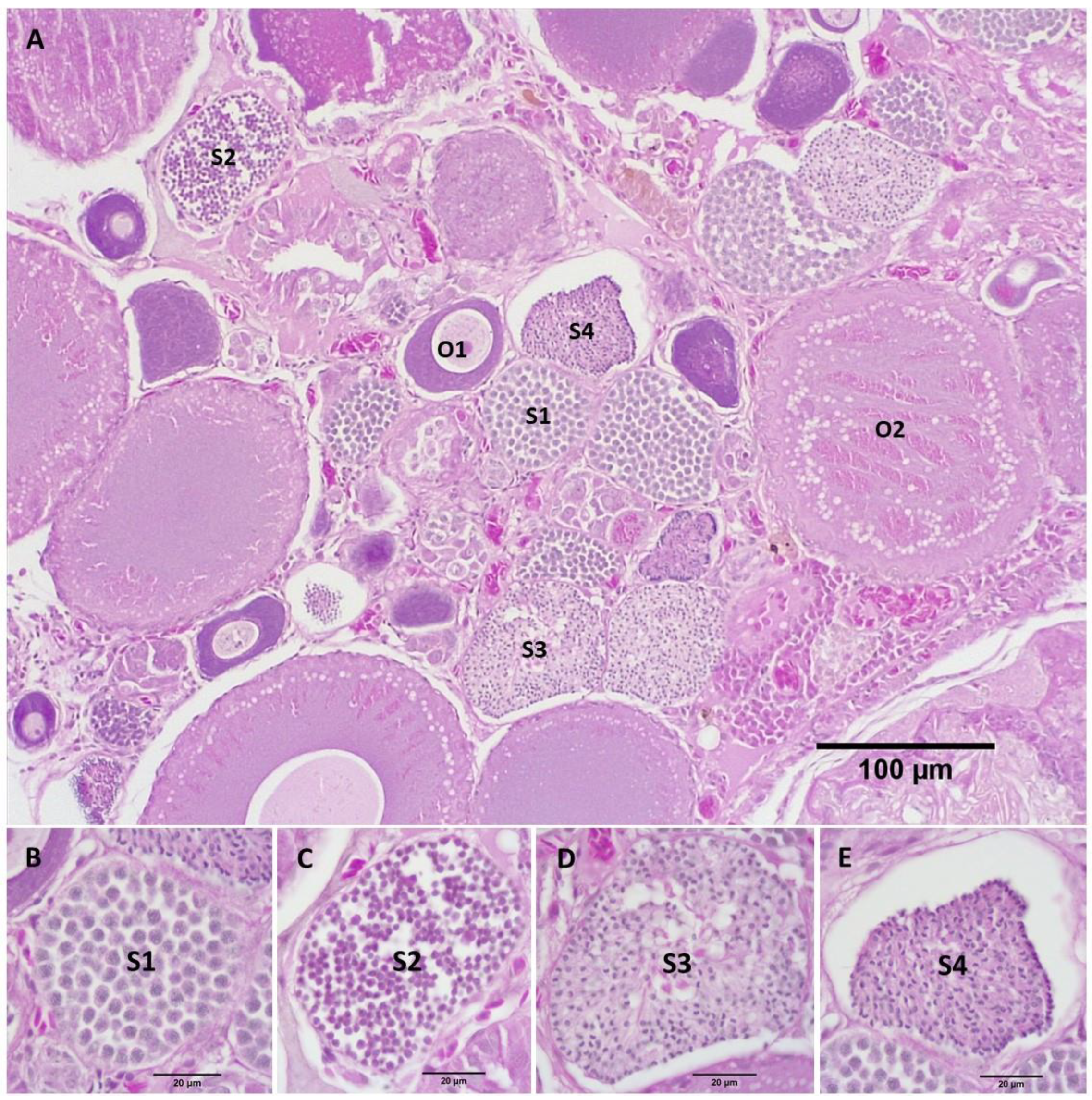Biology 11 00694 g007