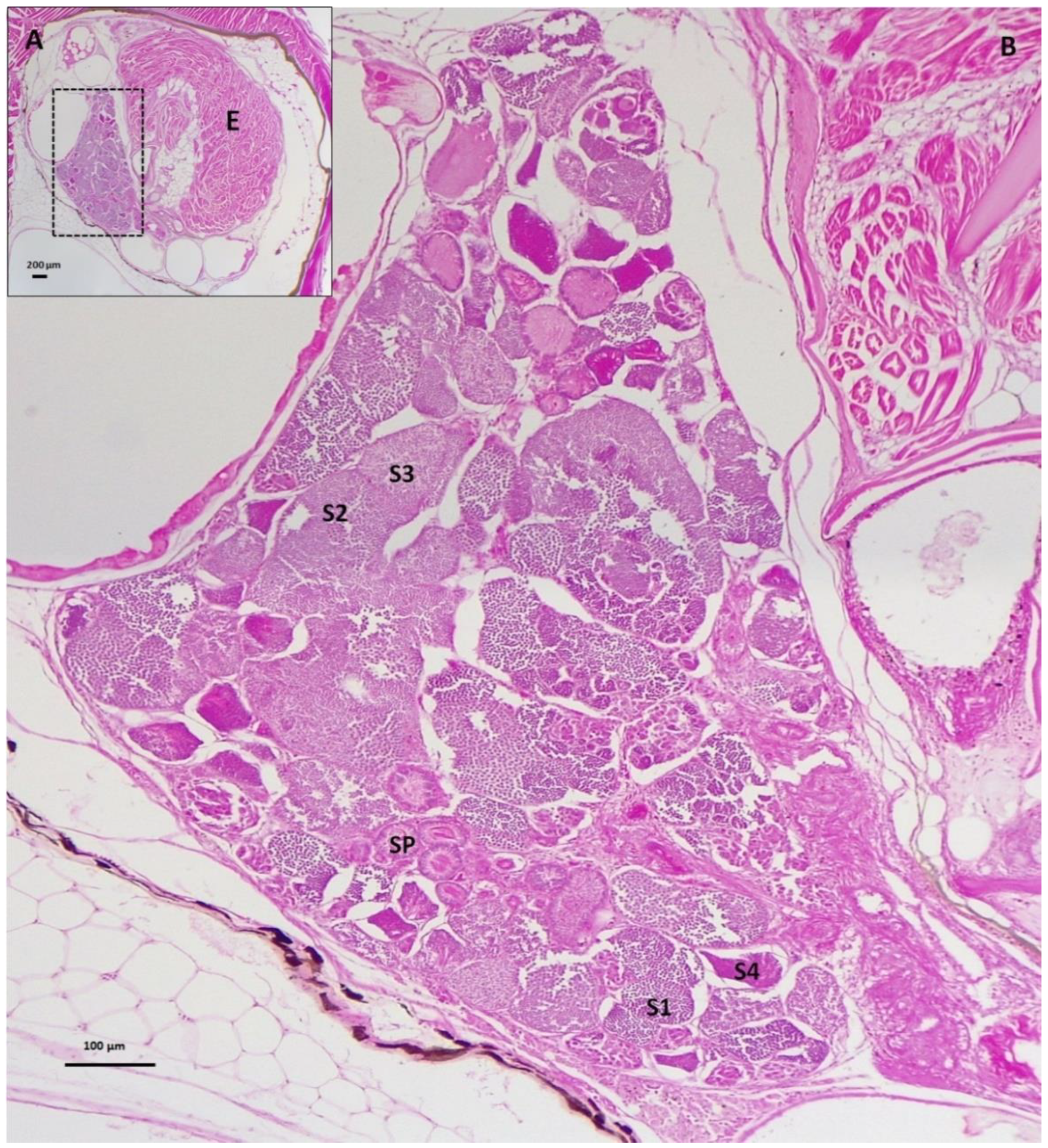 Biology 11 00694 g008