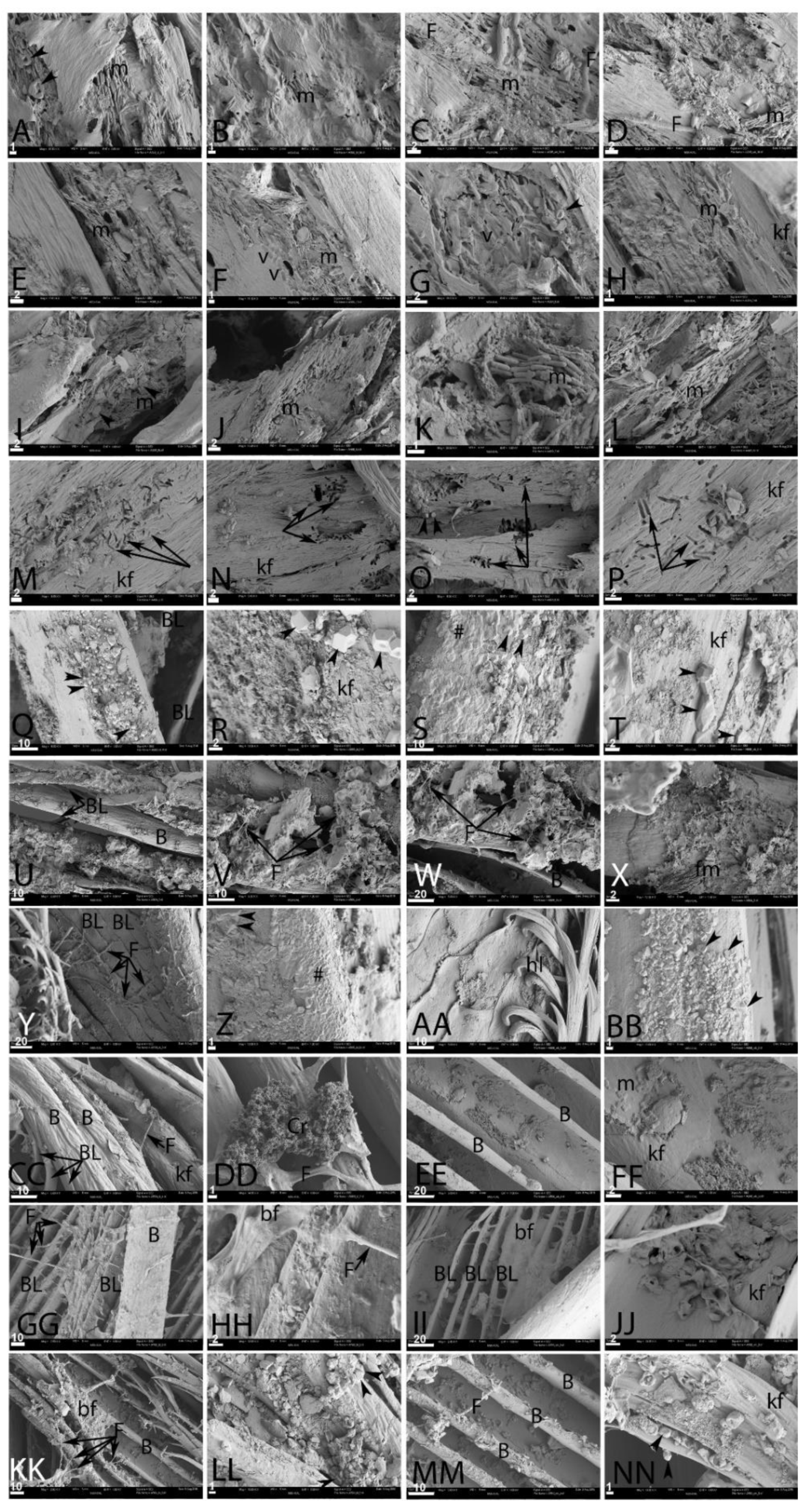 Biology 11 00703 g003