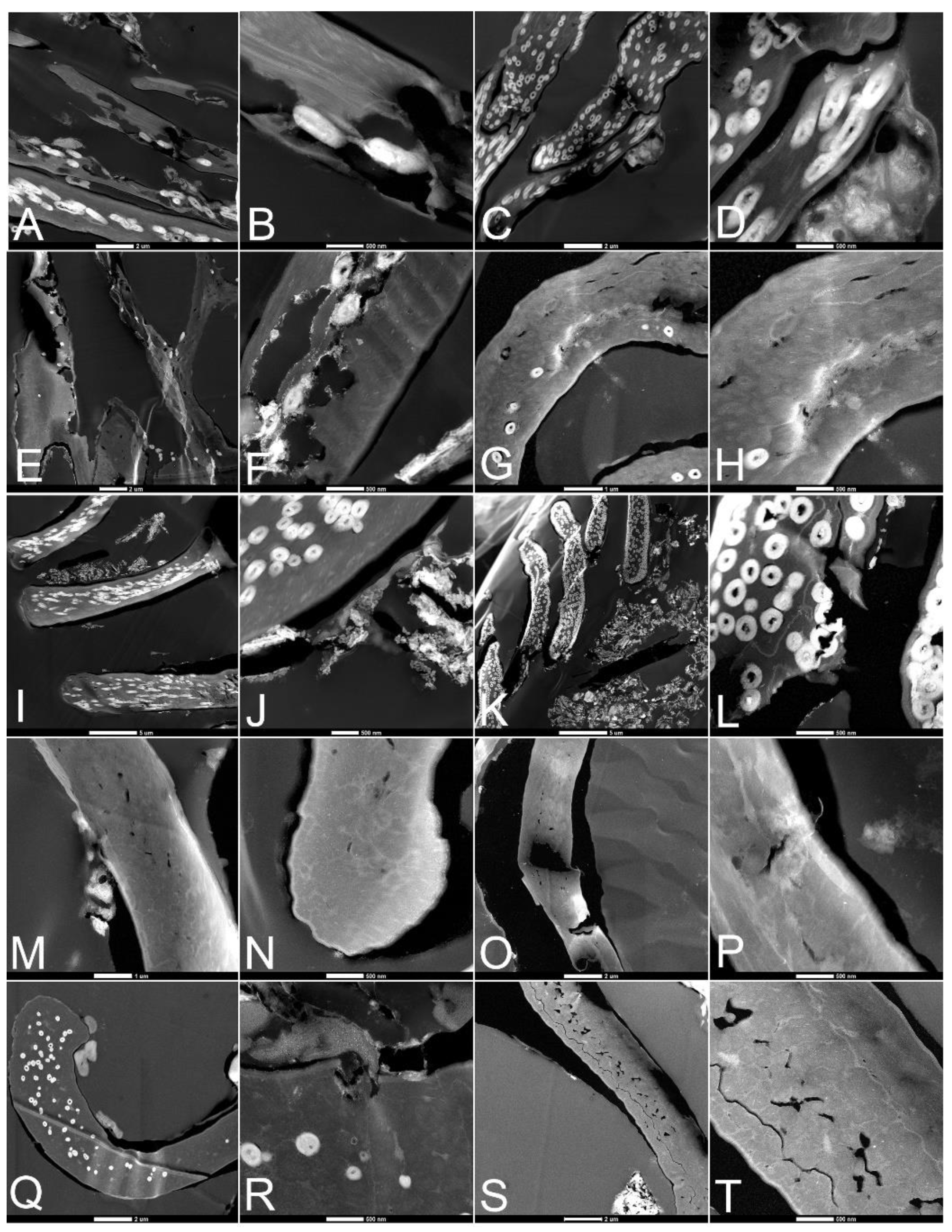 Biology 11 00703 g005