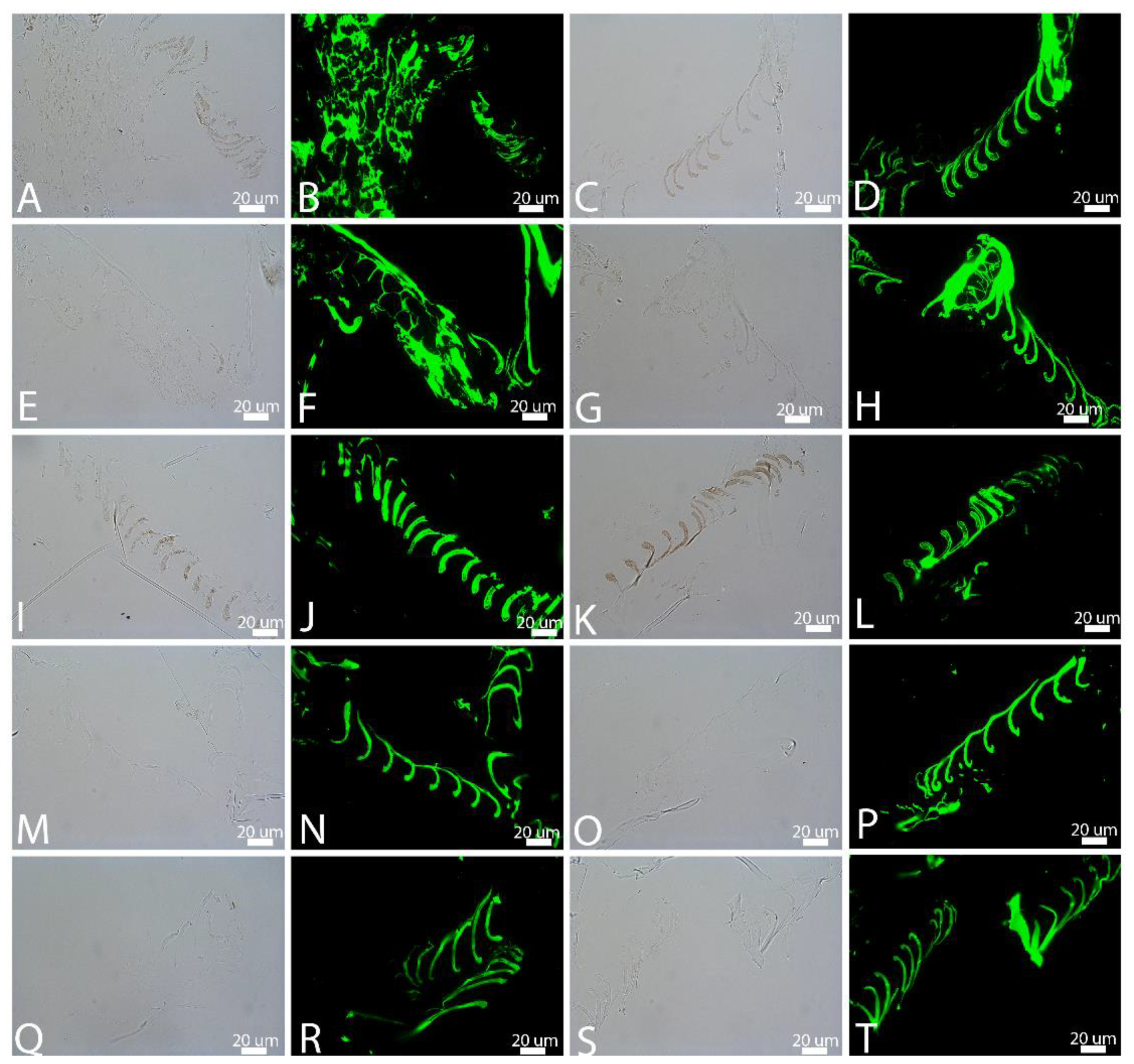 Biology 11 00703 g007