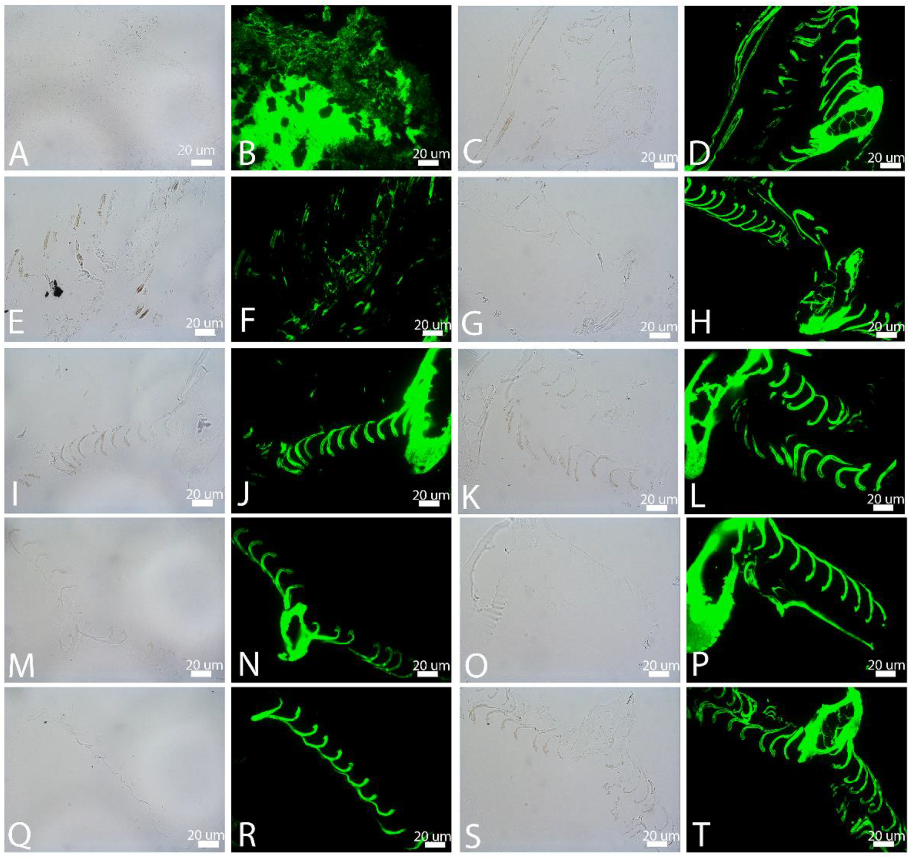 Biology 11 00703 g008