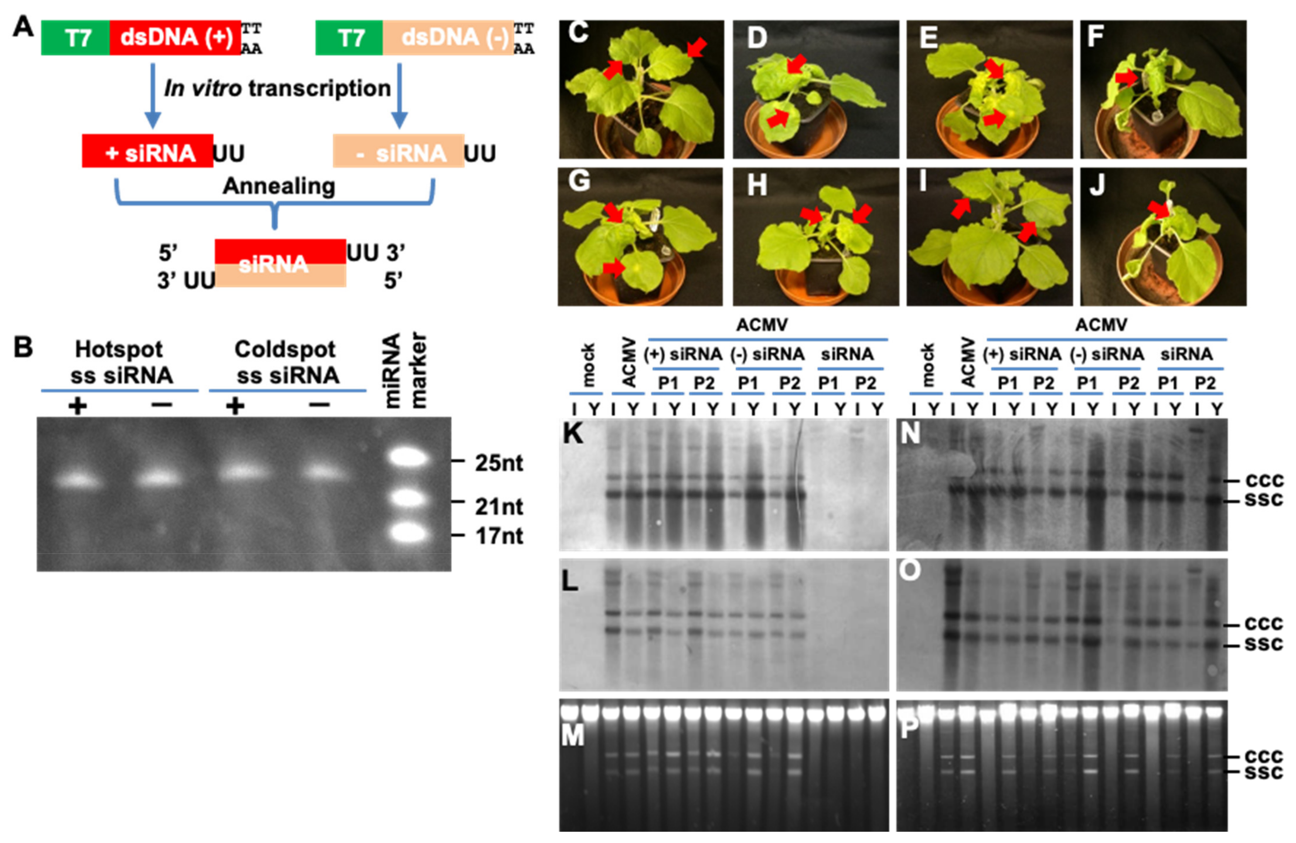 Biology 11 00714 g003