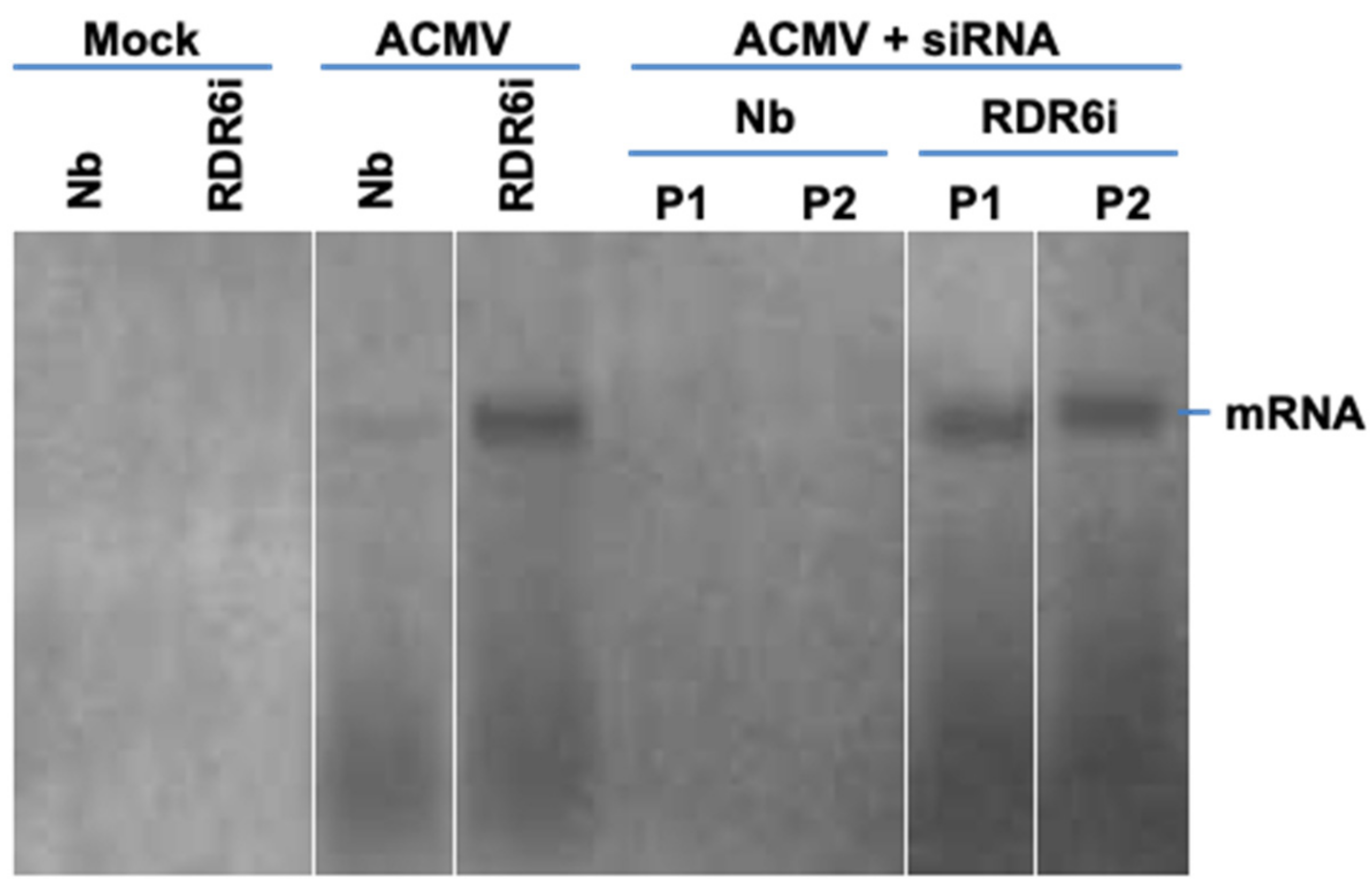Biology 11 00714 g006