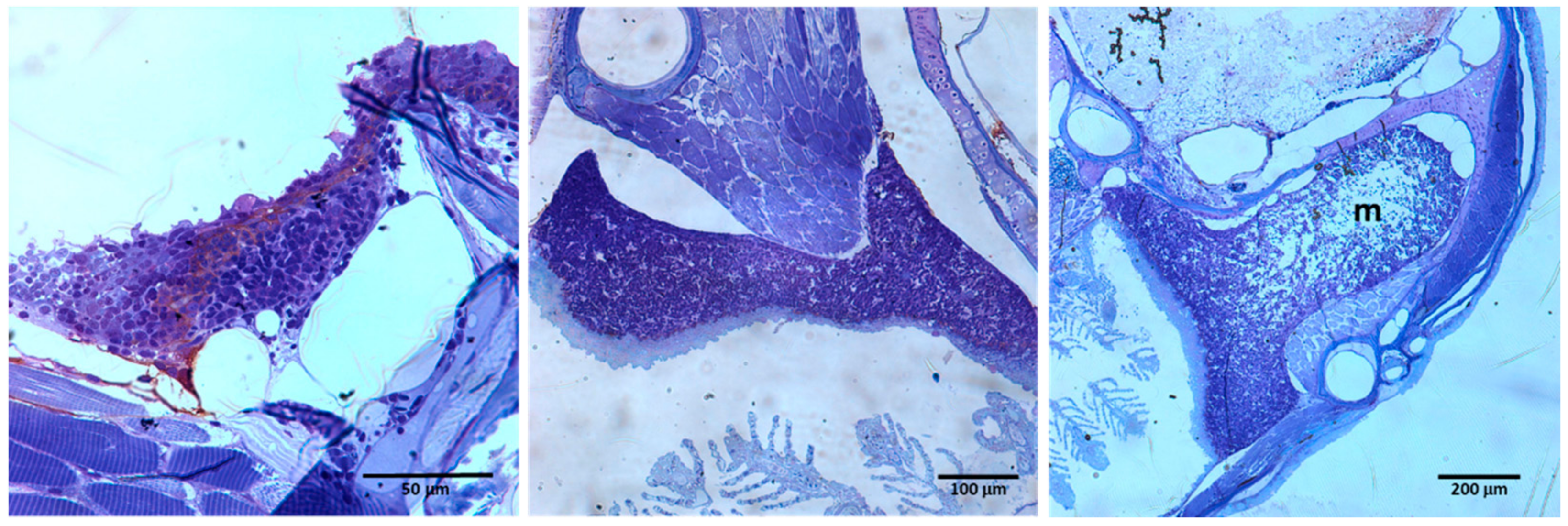 Biology 11 00747 g002