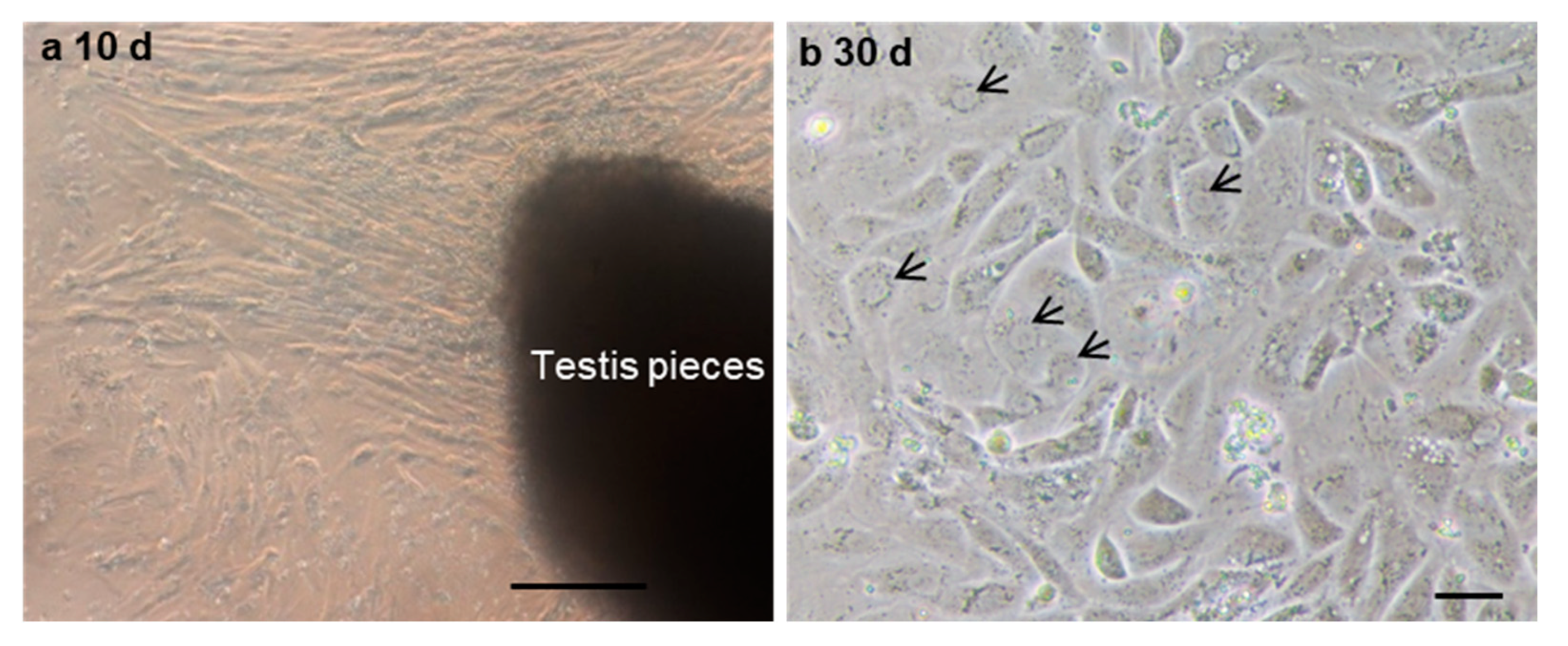 Biology 11 00790 g003 Biology 11 00790 g003