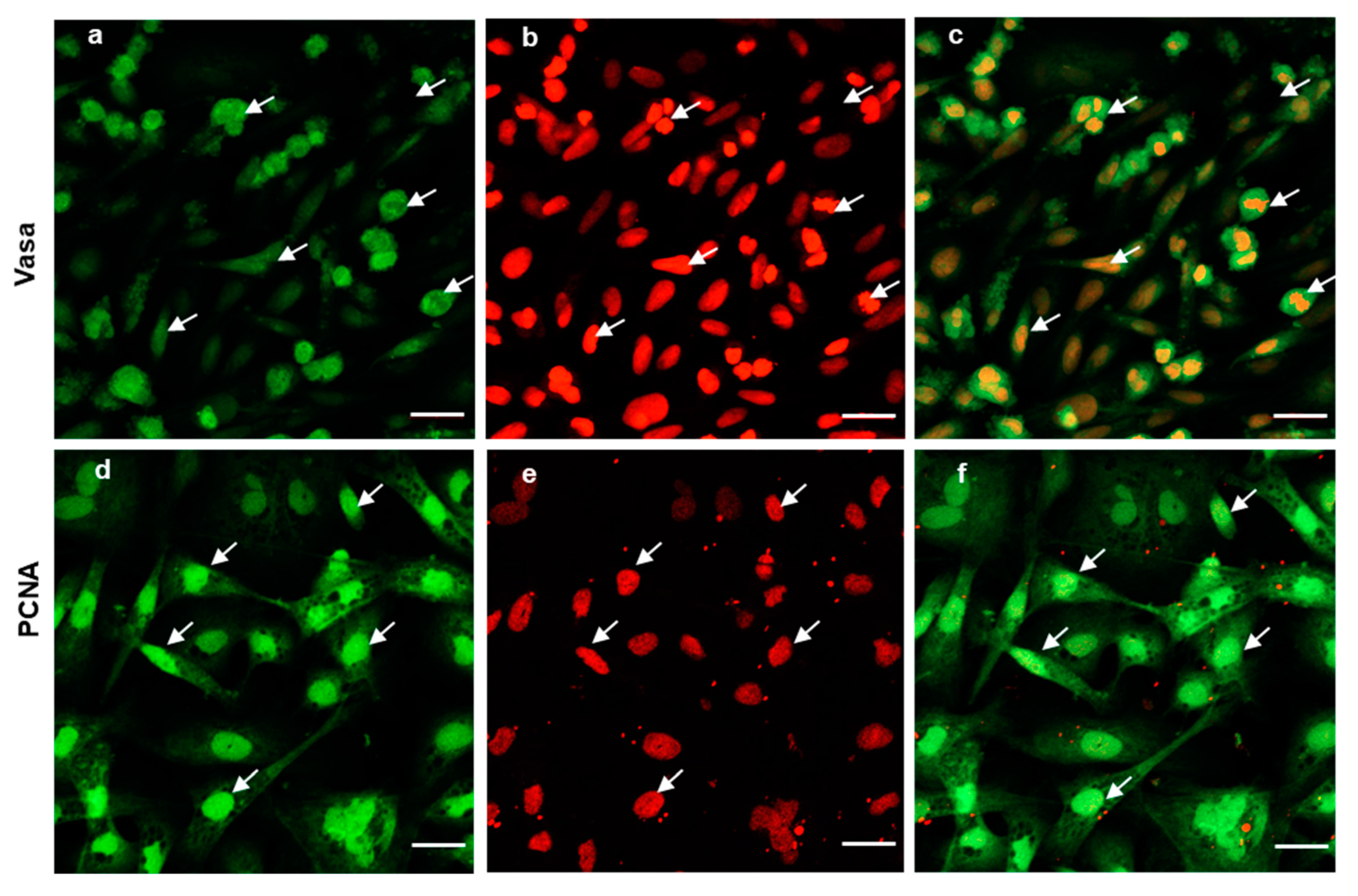 Biology 11 00790 g004 Biology 11 00790 g004