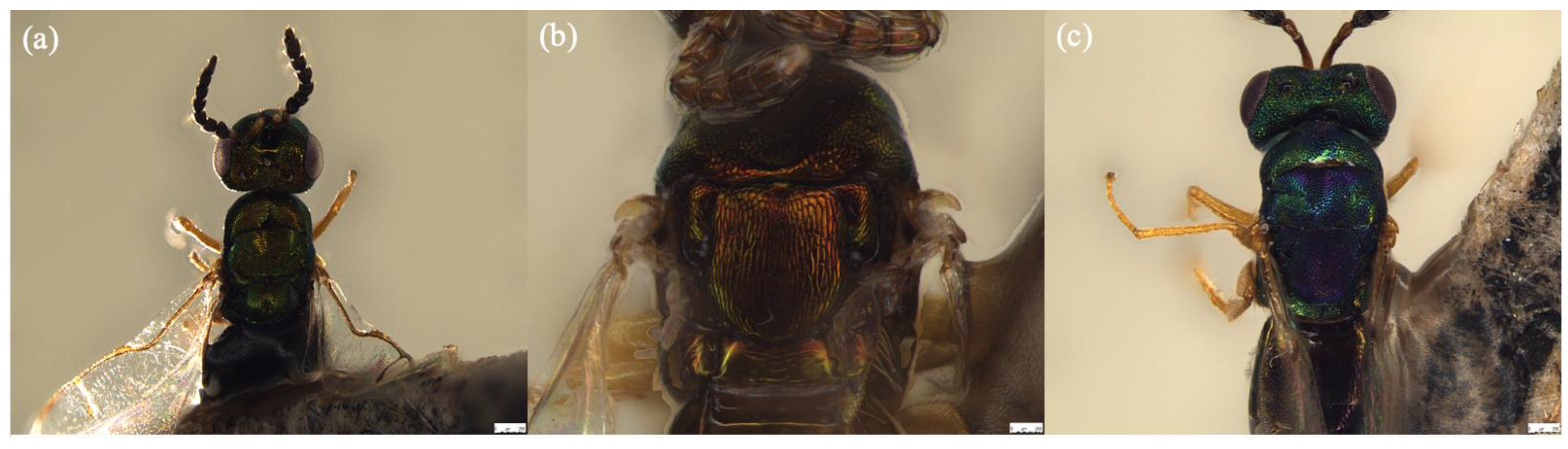 Biology 11 00801 g006