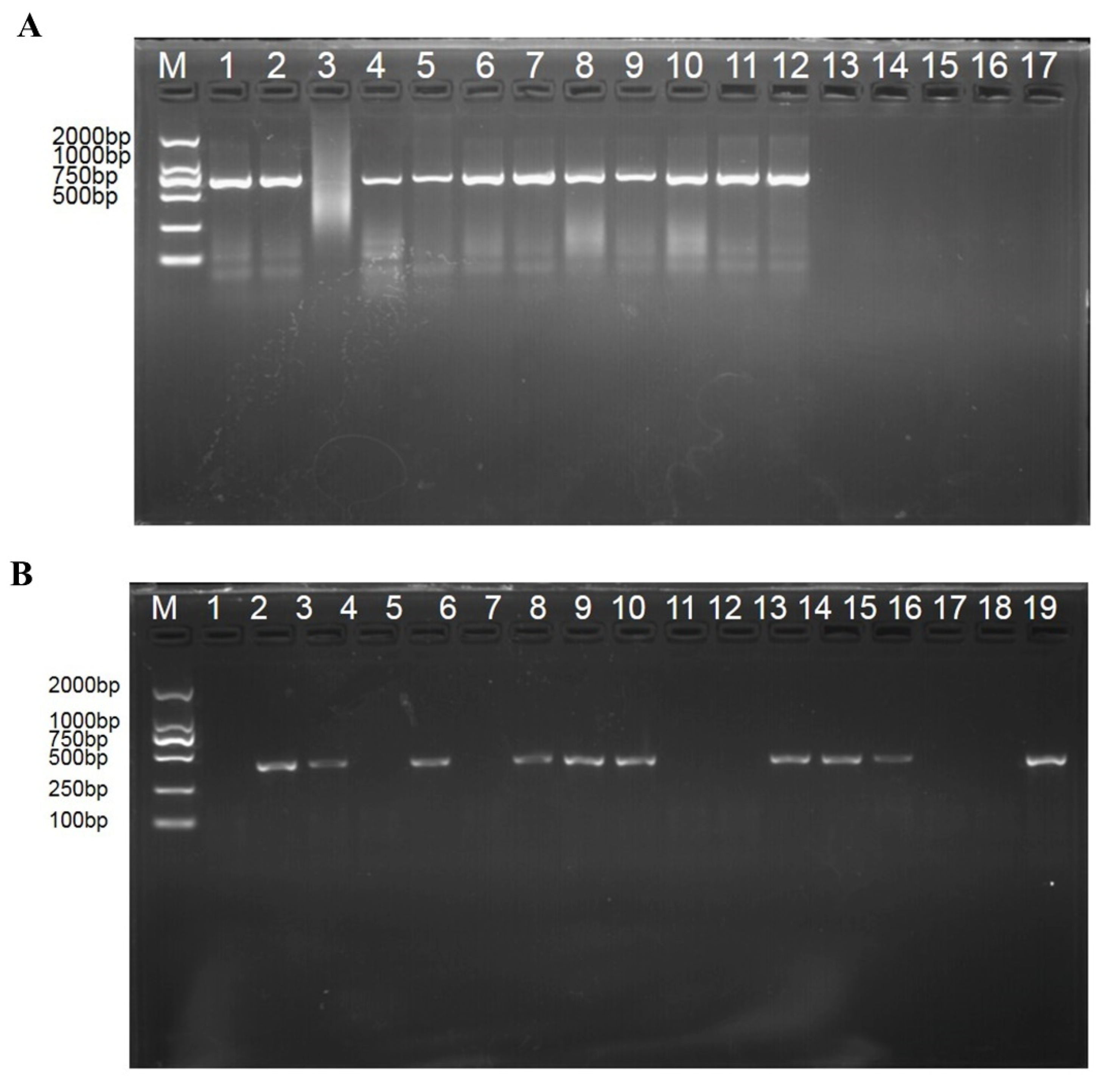 Biology 11 00865 g001 Biology 11 00865 g001