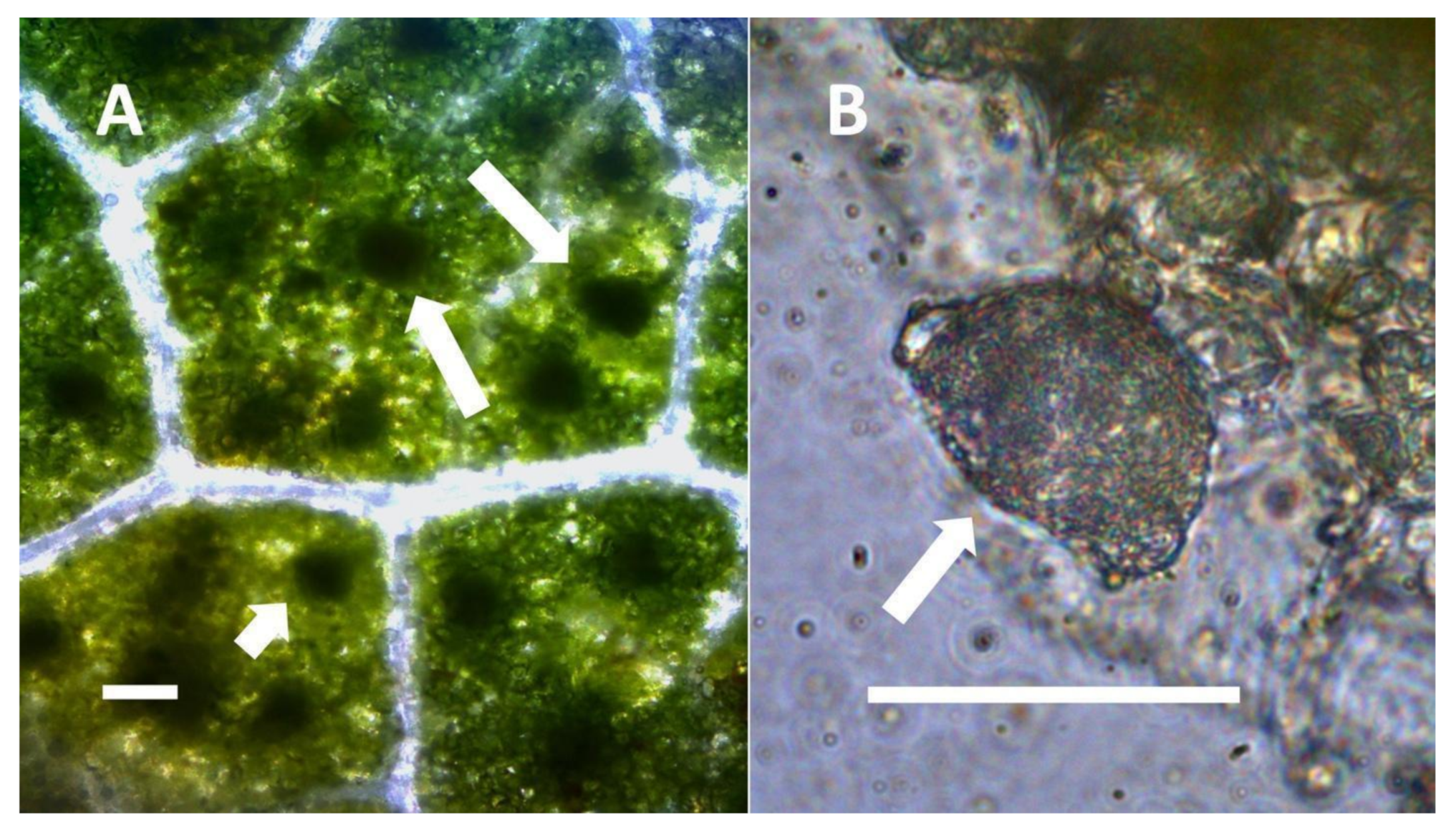 Biology 11 00876 g011 Biology 11 00876 g011