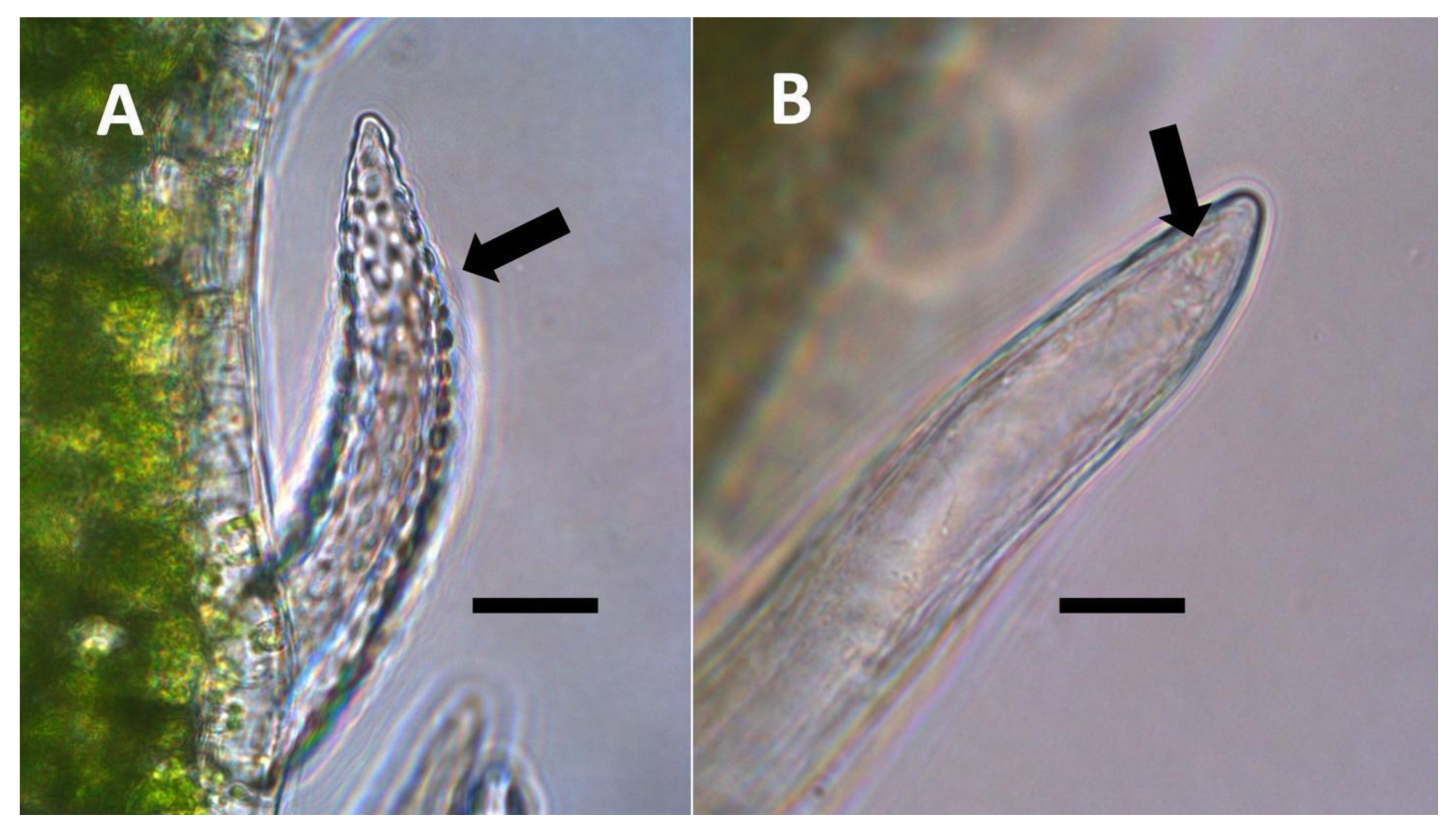 Biology 11 00876 g014 Biology 11 00876 g014