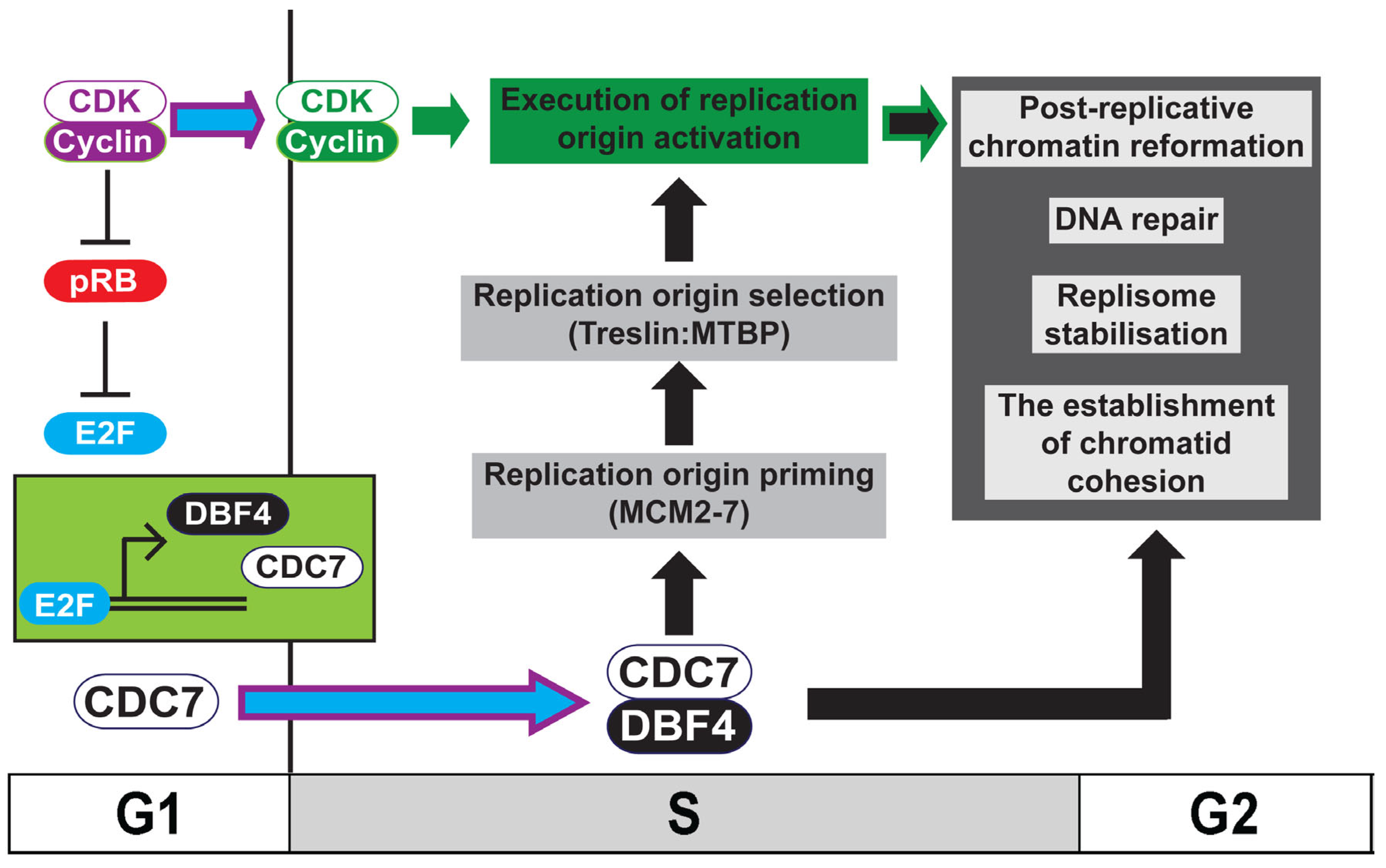 Biology 11 00877 g001