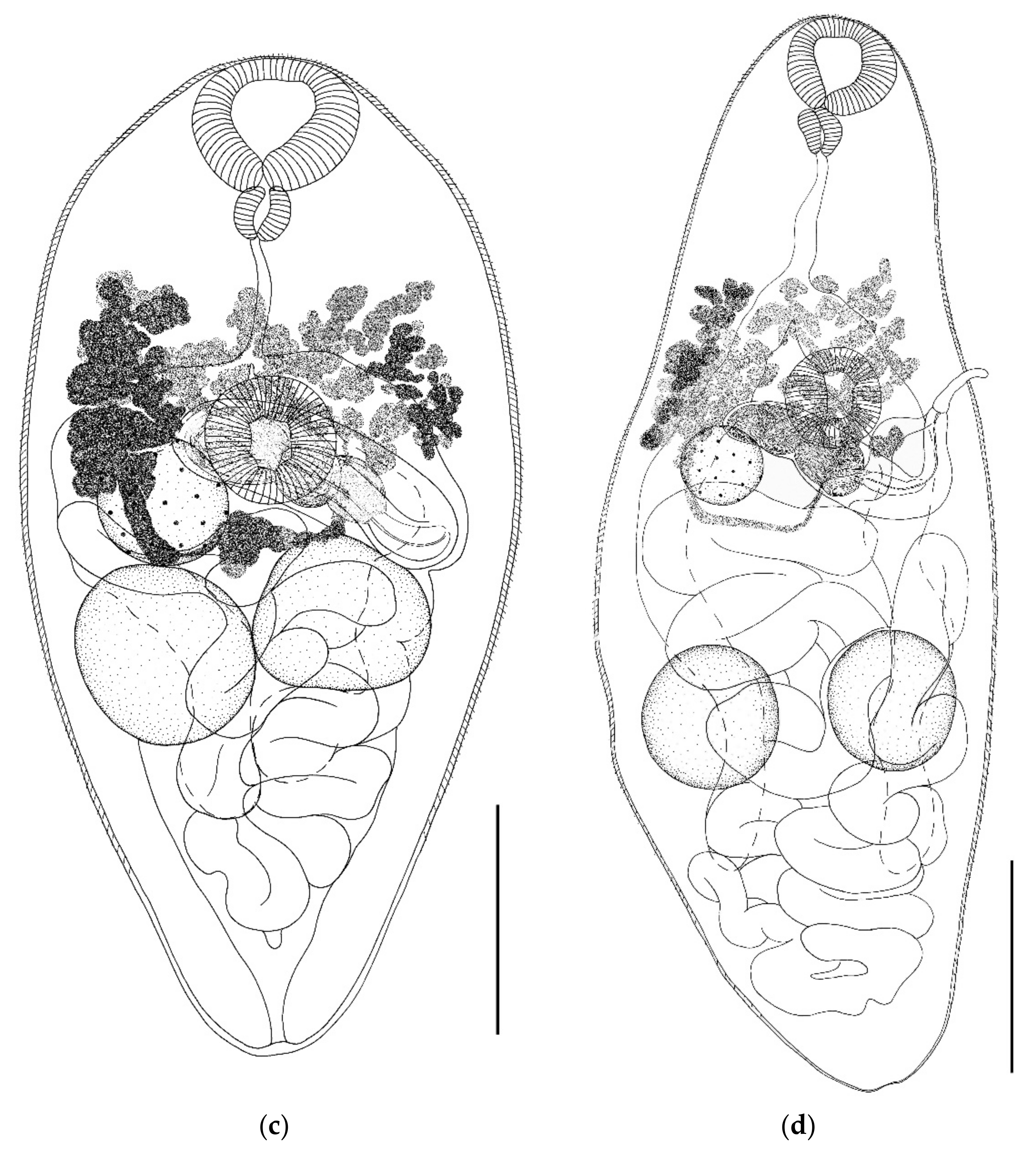 Biology 11 00878 g003b