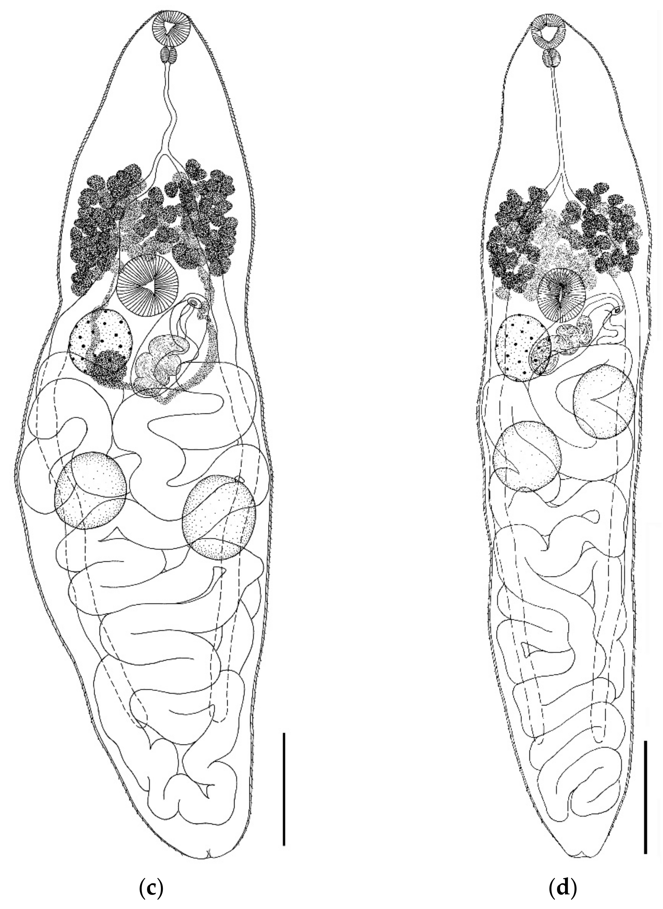 Biology 11 00878 g004b