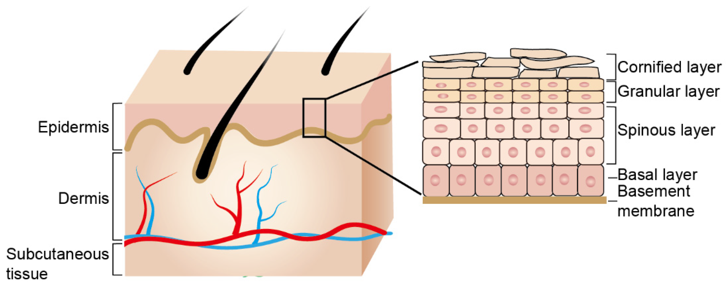 Biology 11 00931 g001