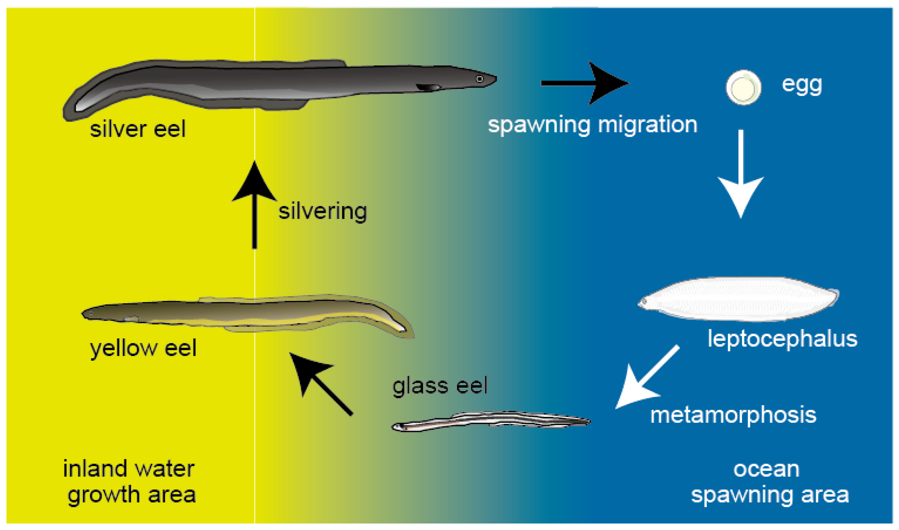 Biology 11 00934 g001 Biology 11 00934 g001