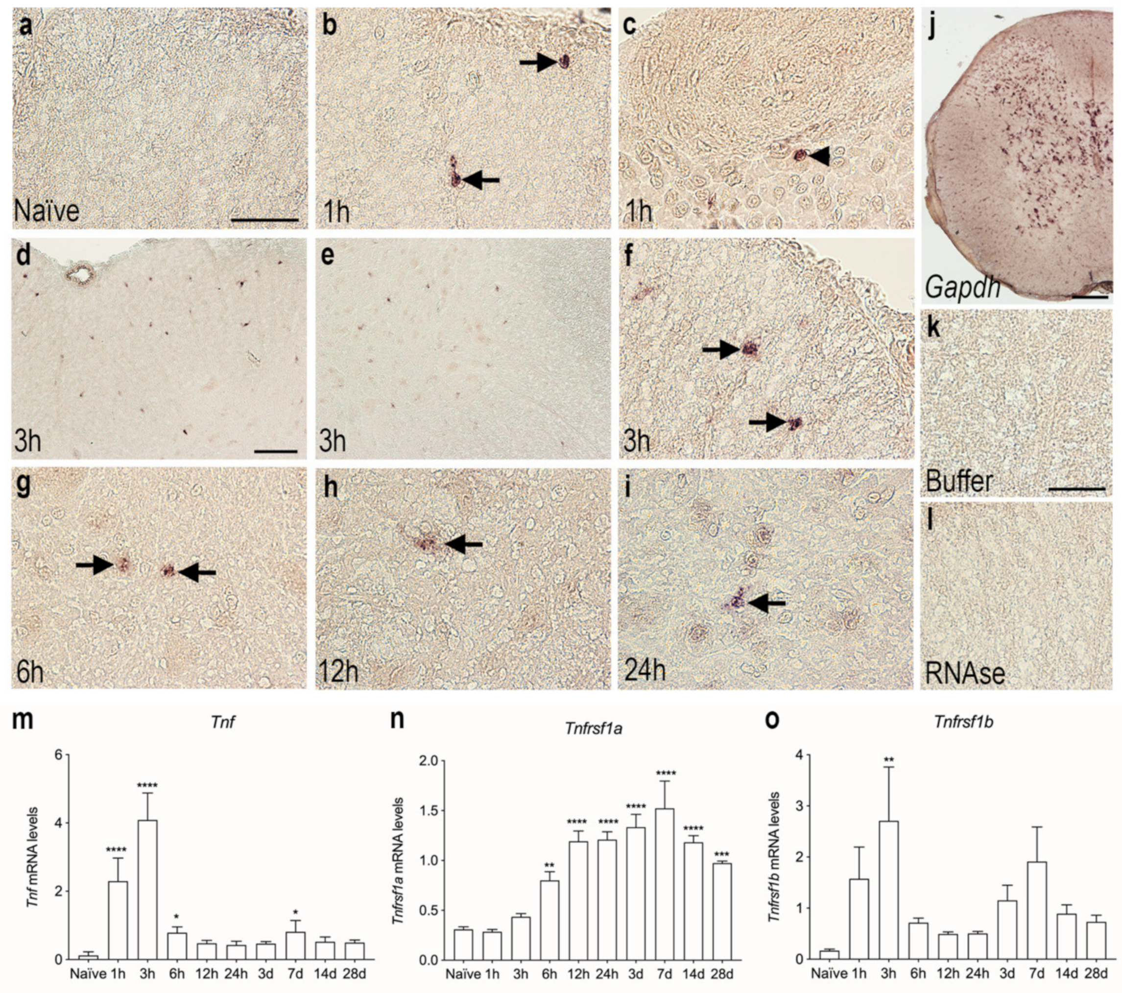 Biology 11 00939 g002