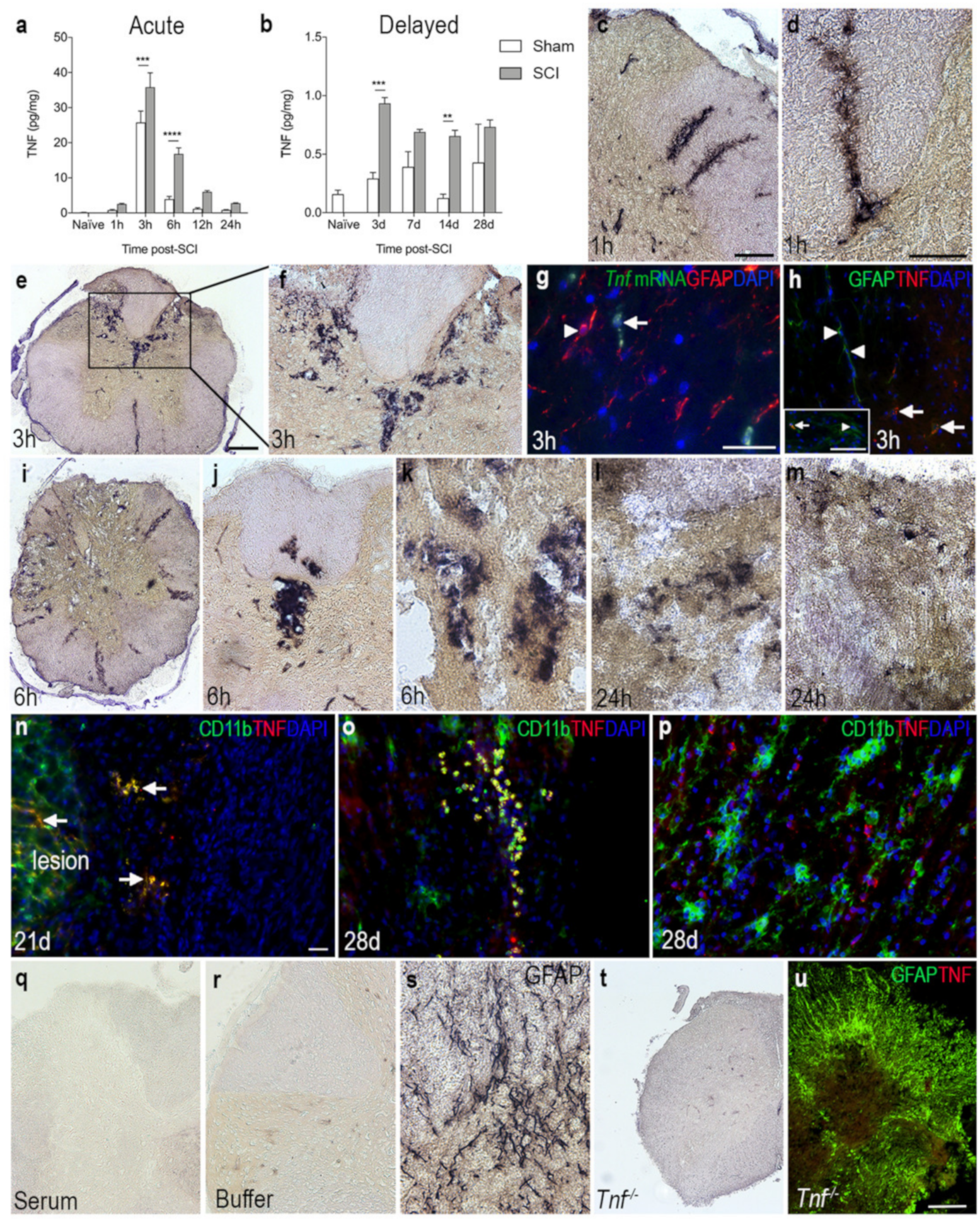 Biology 11 00939 g003