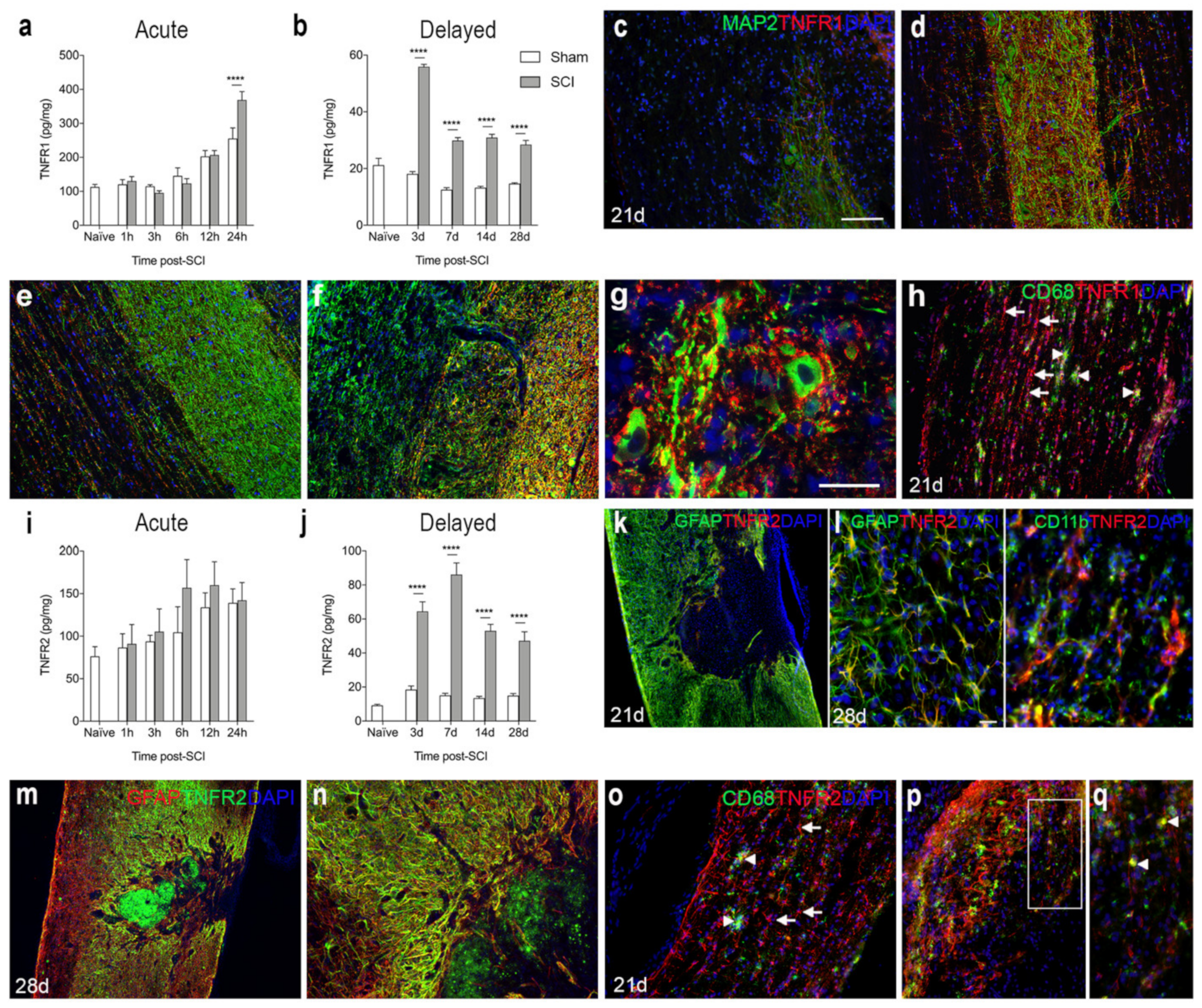 Biology 11 00939 g004