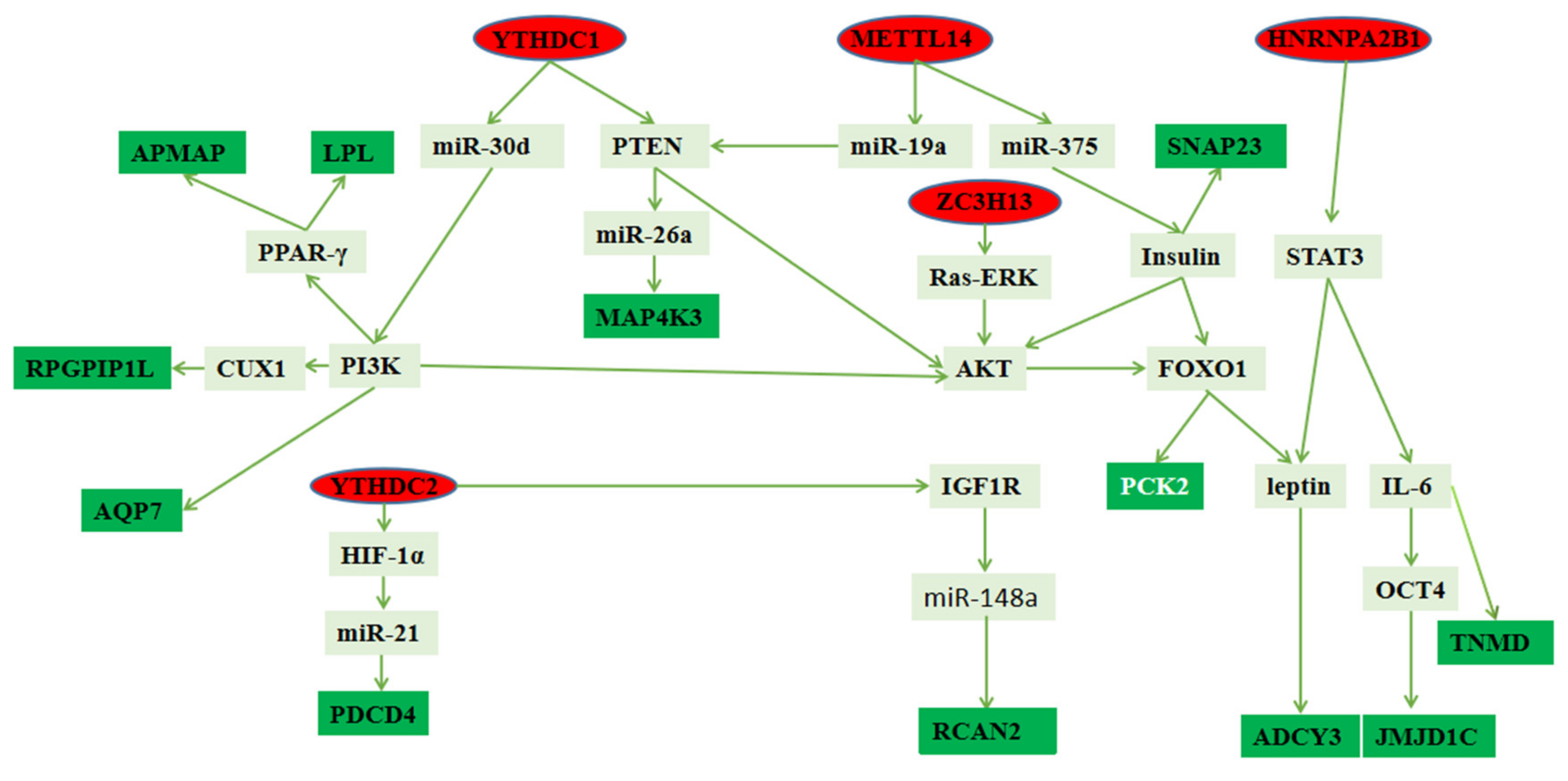 Biology 11 00944 g007