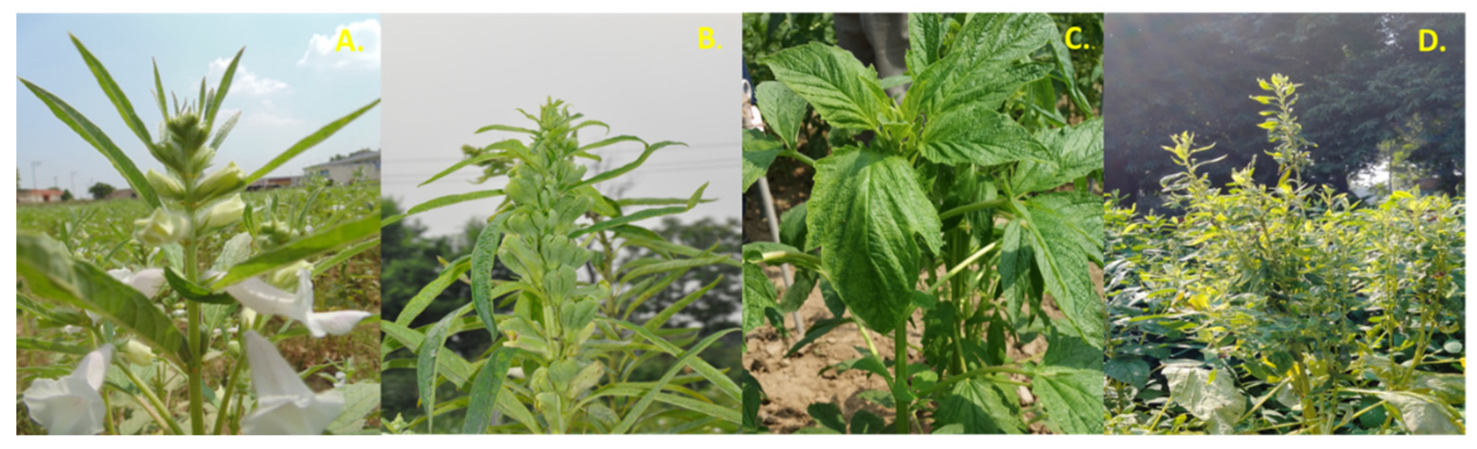 Biology 11 00954 g001