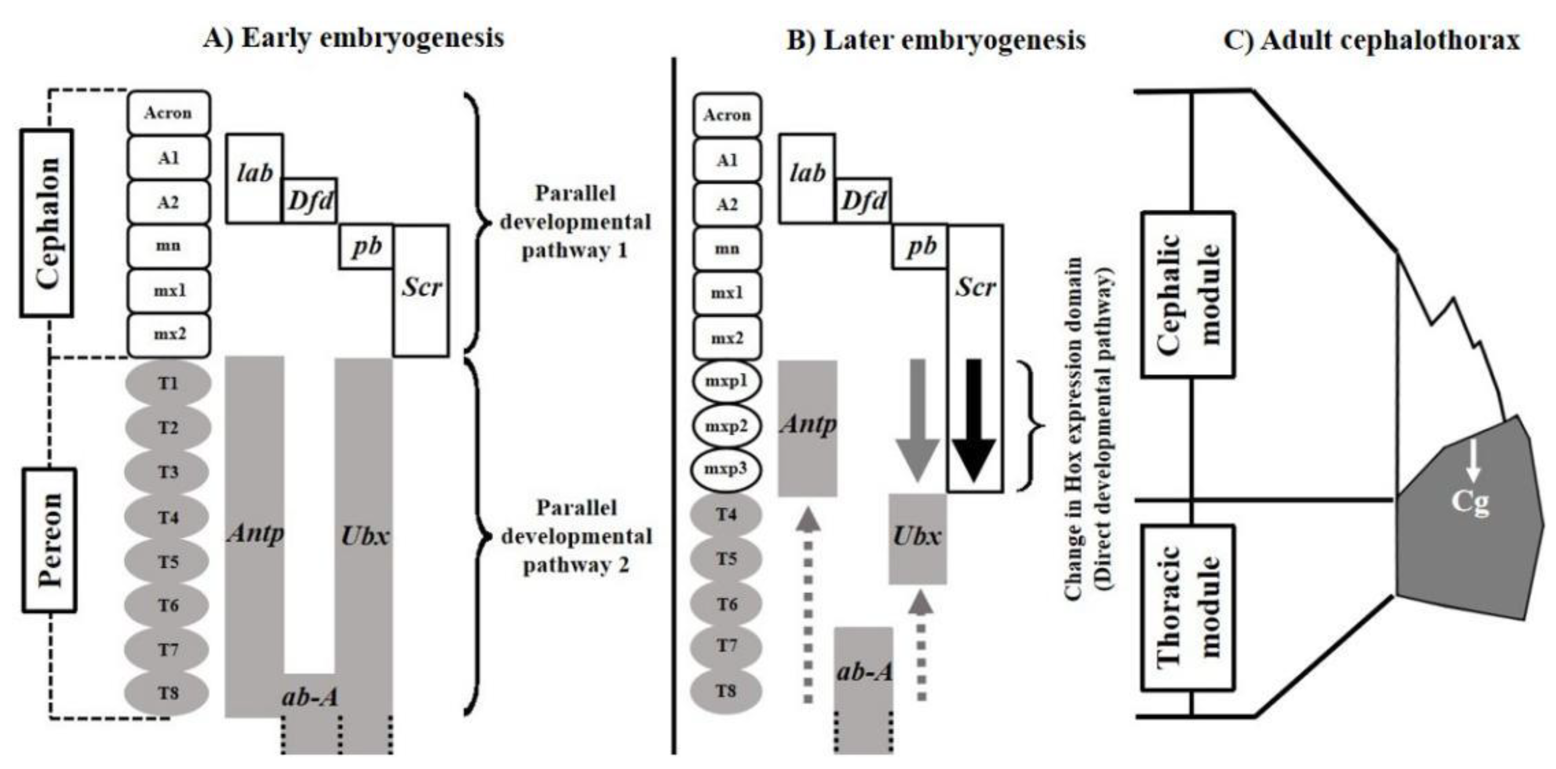 Biology 11 00958 g001