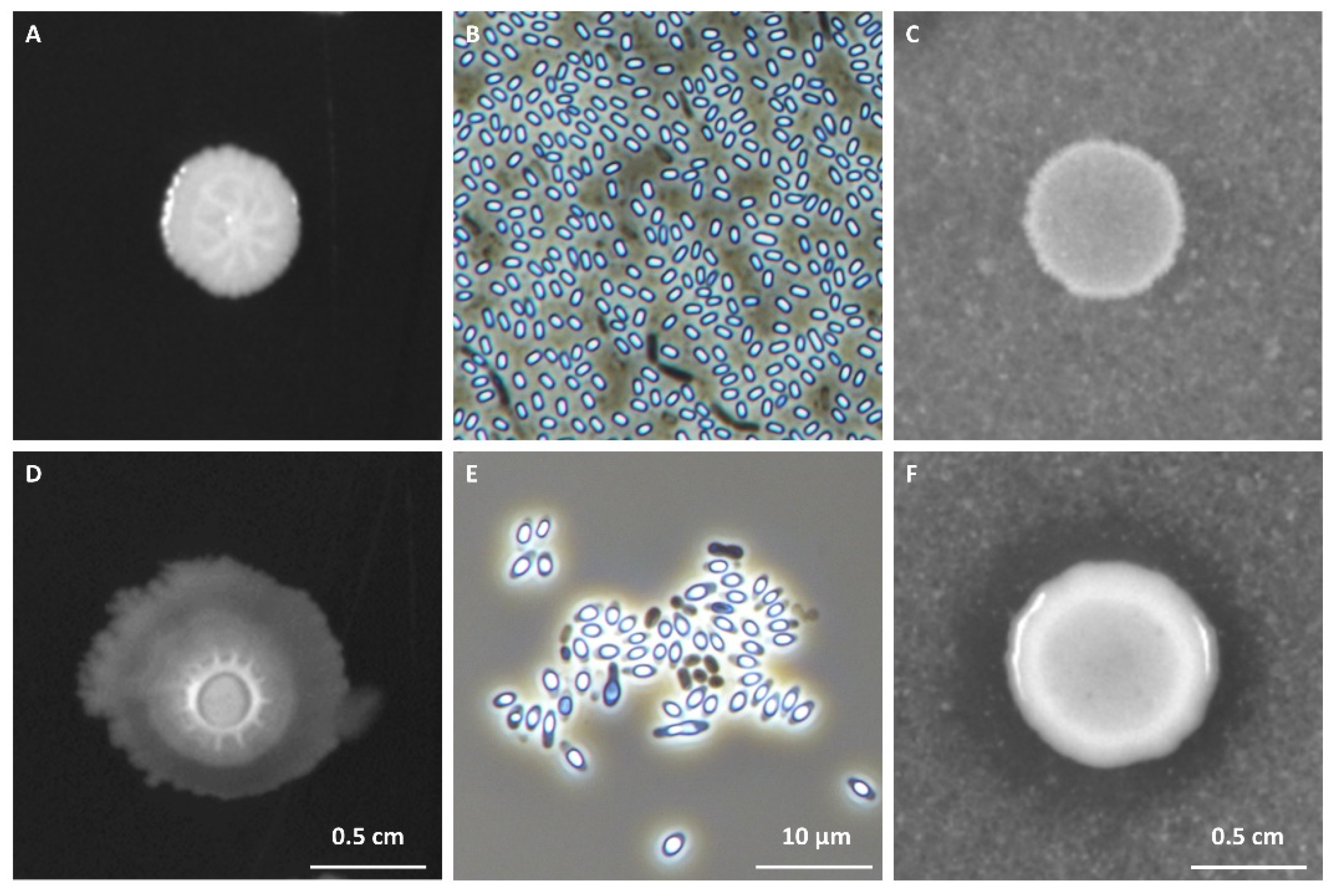 Biology 11 00964 g001