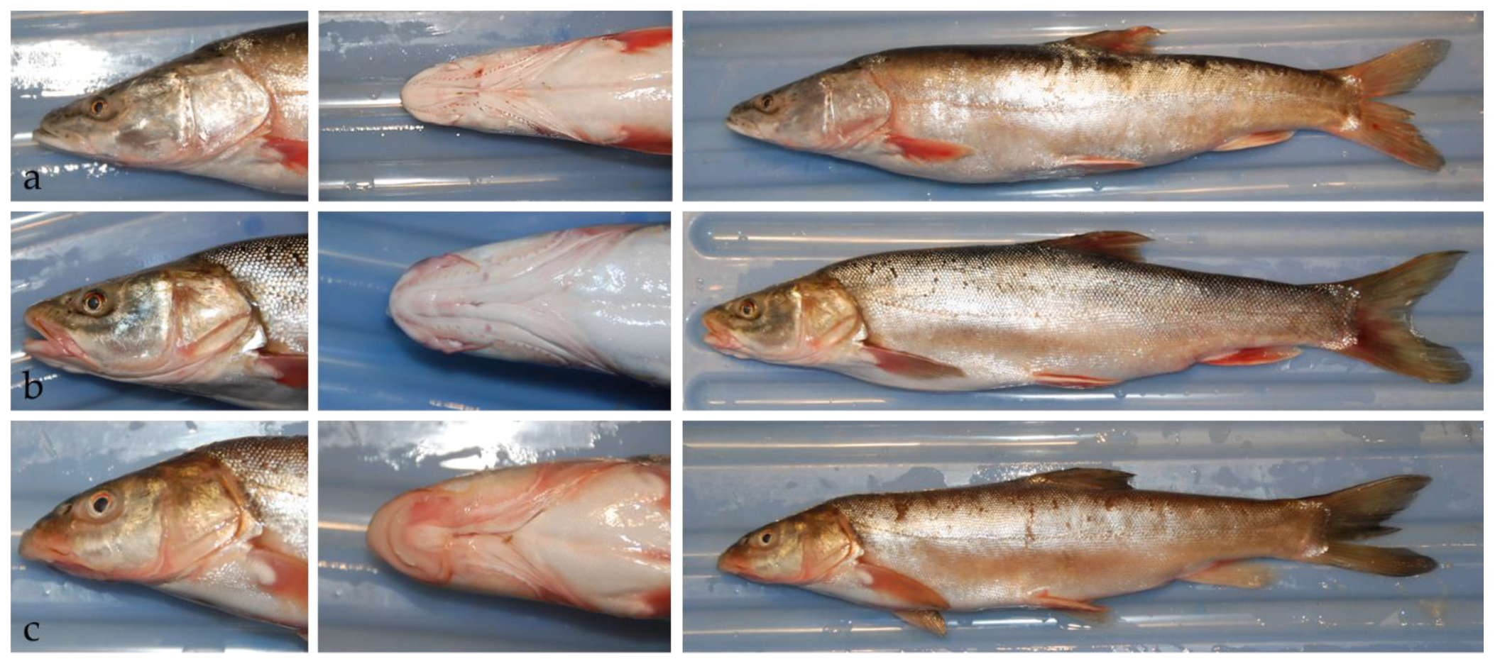 Biology 11 00981 g002