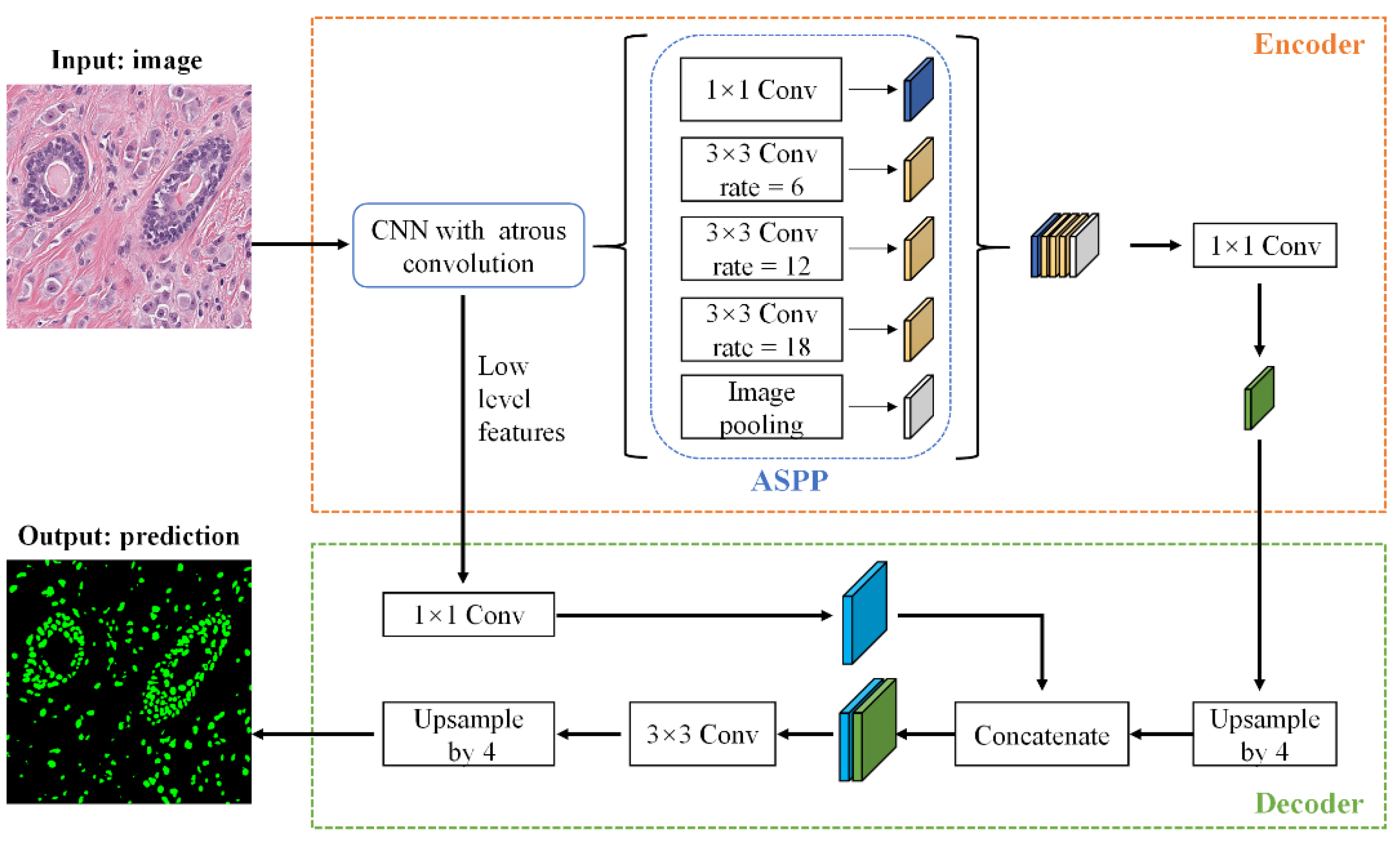 Biology 11 00982 g001