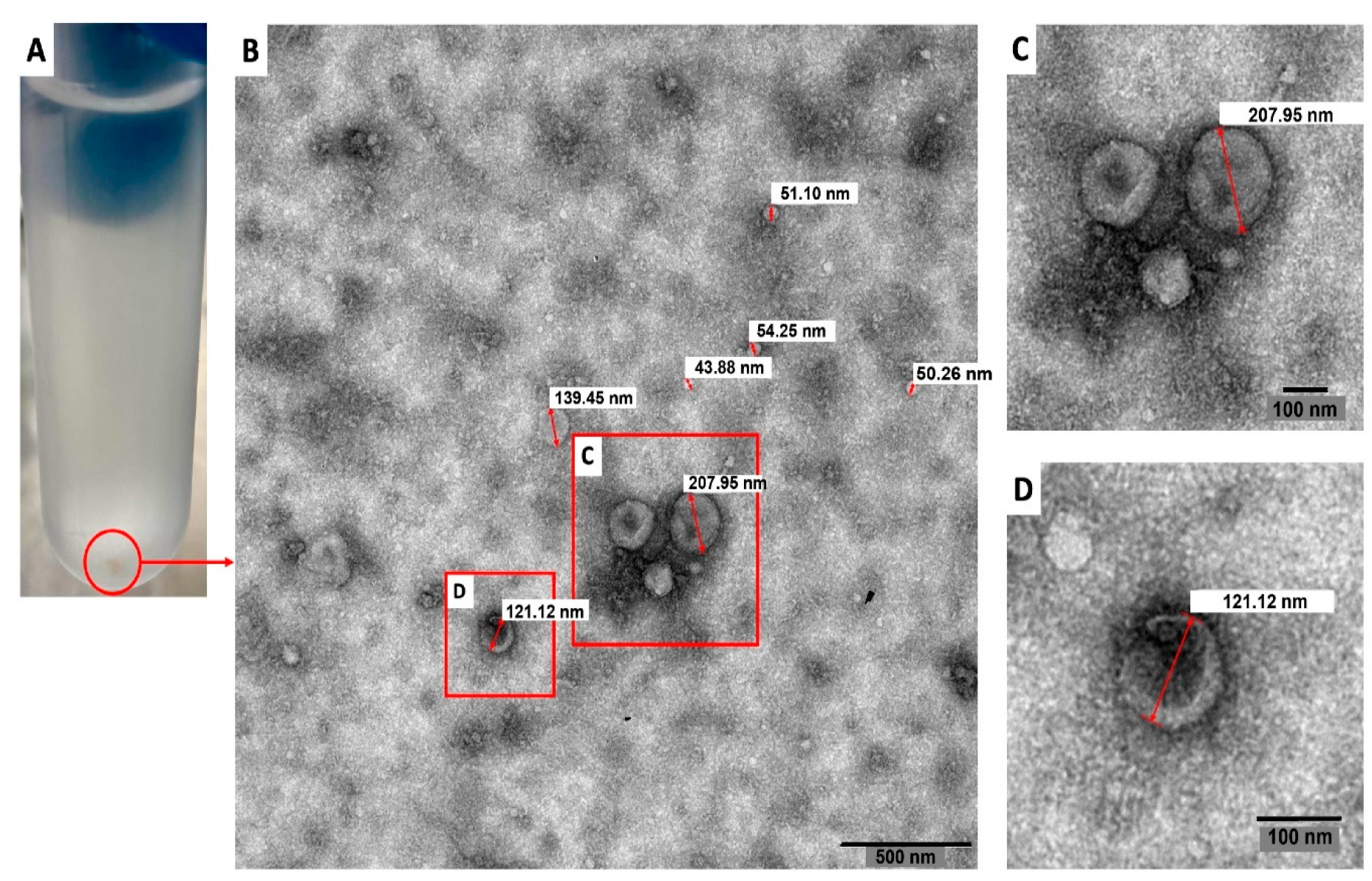 Biology 11 00983 g001 Biology 11 00983 g001