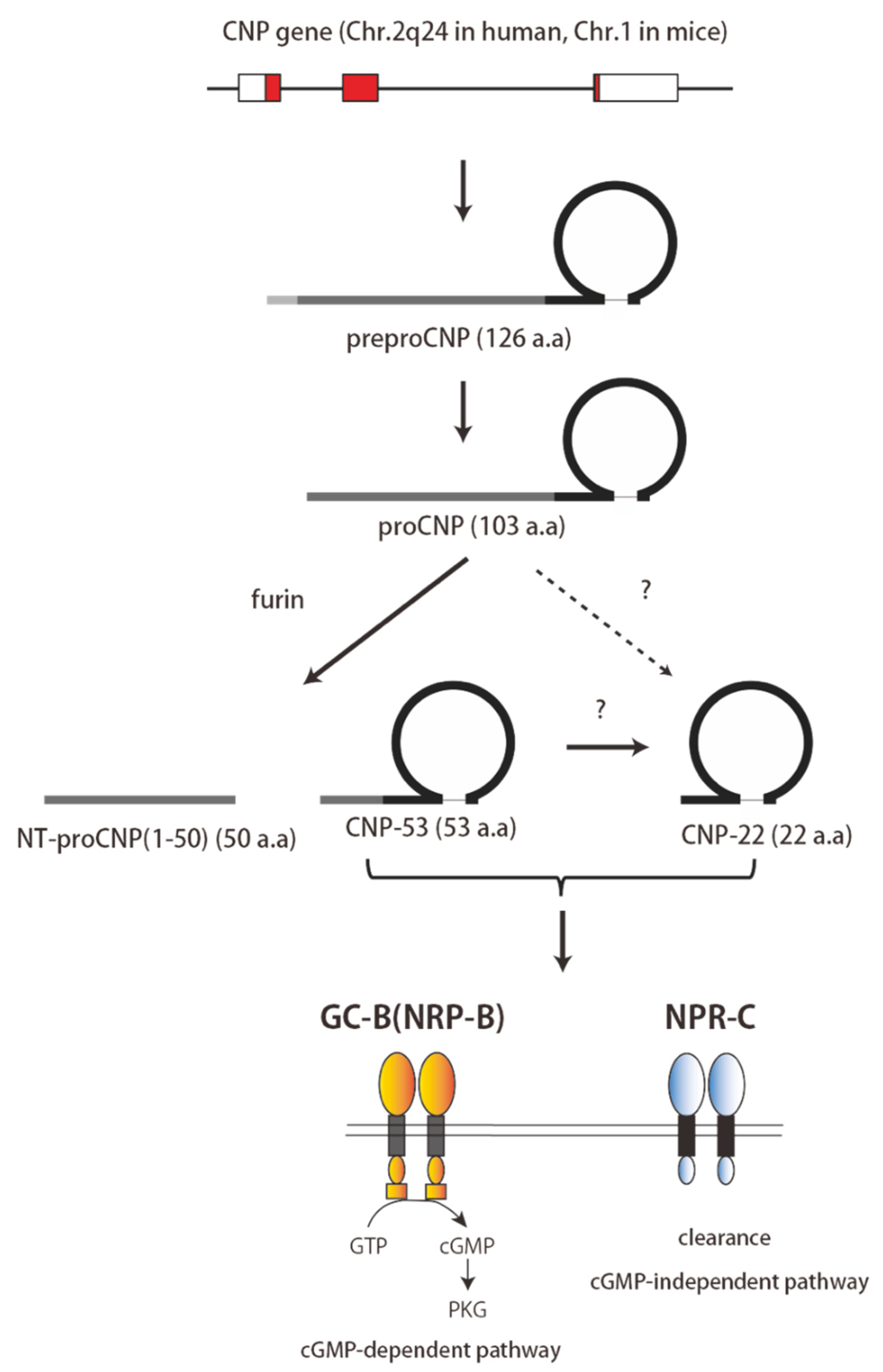 Biology 11 00986 g001