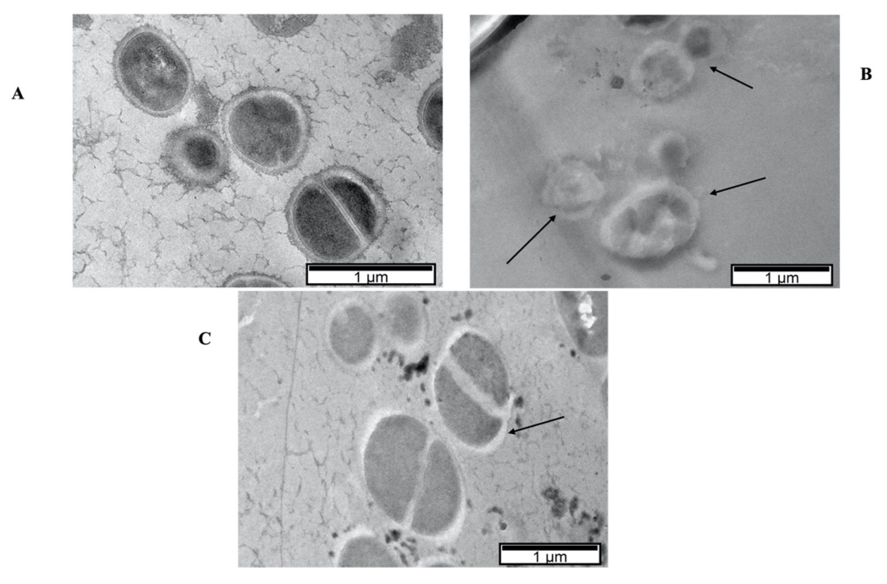 Biology 11 00994 g006