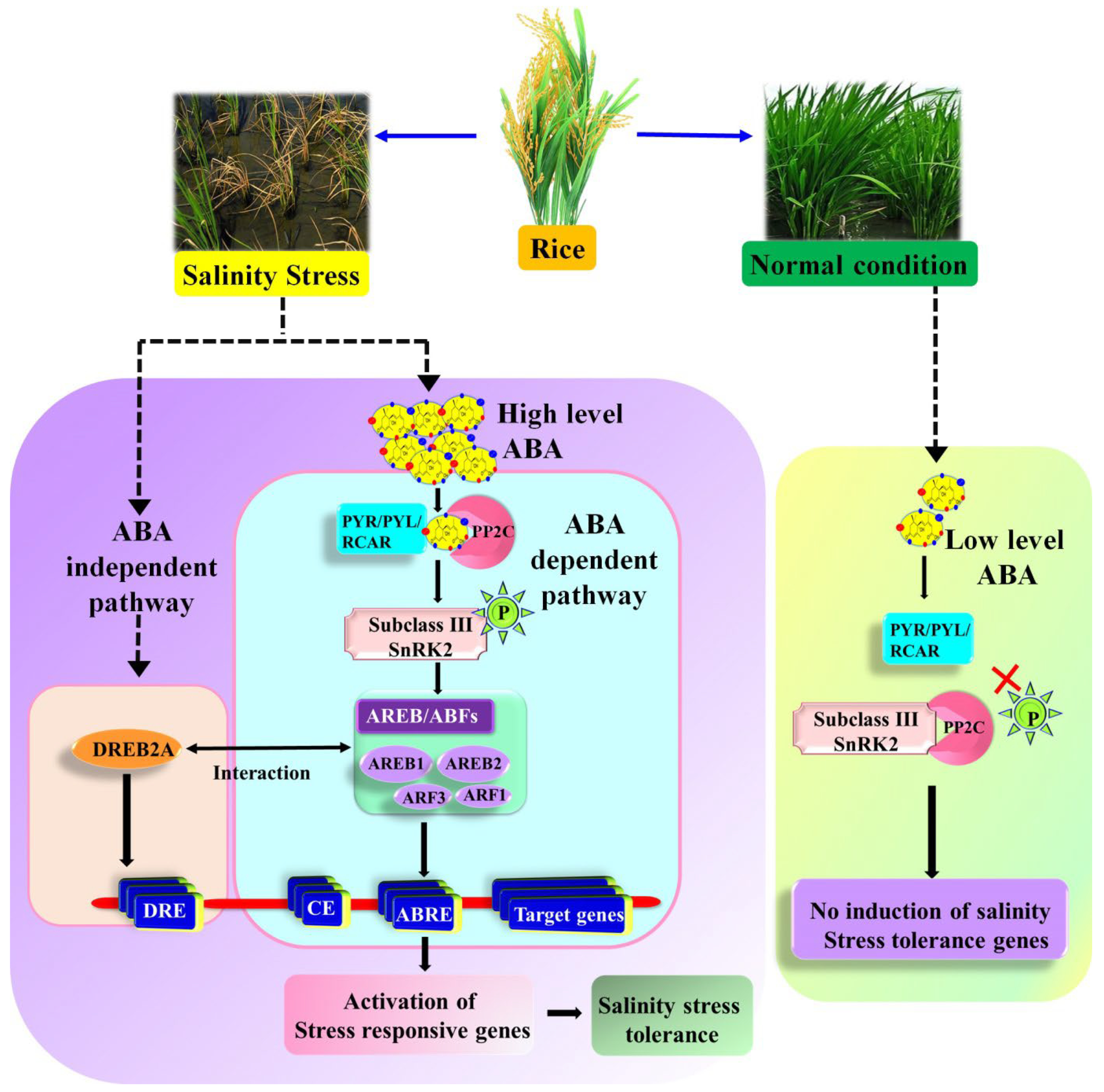 Biology 11 01022 g003