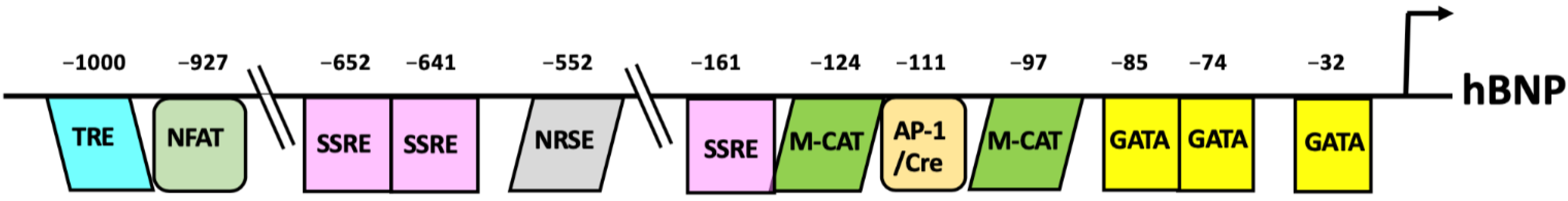 Biology 11 01034 g003