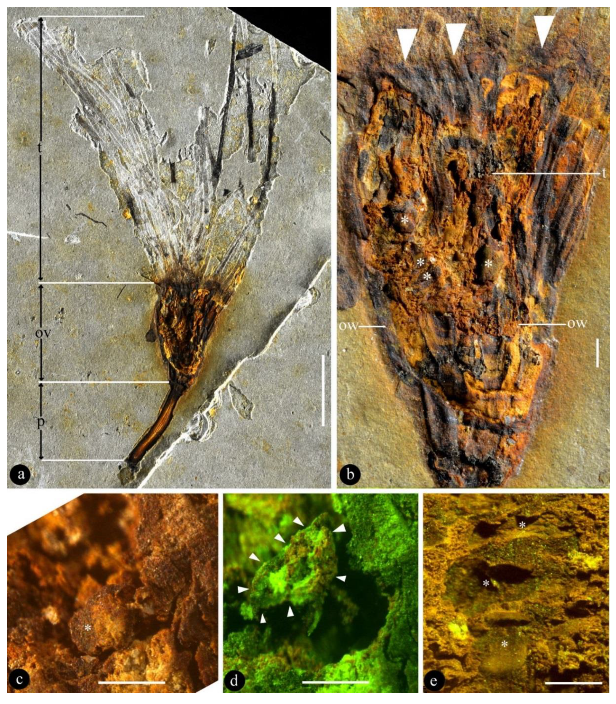 Biology 11 01036 g002
