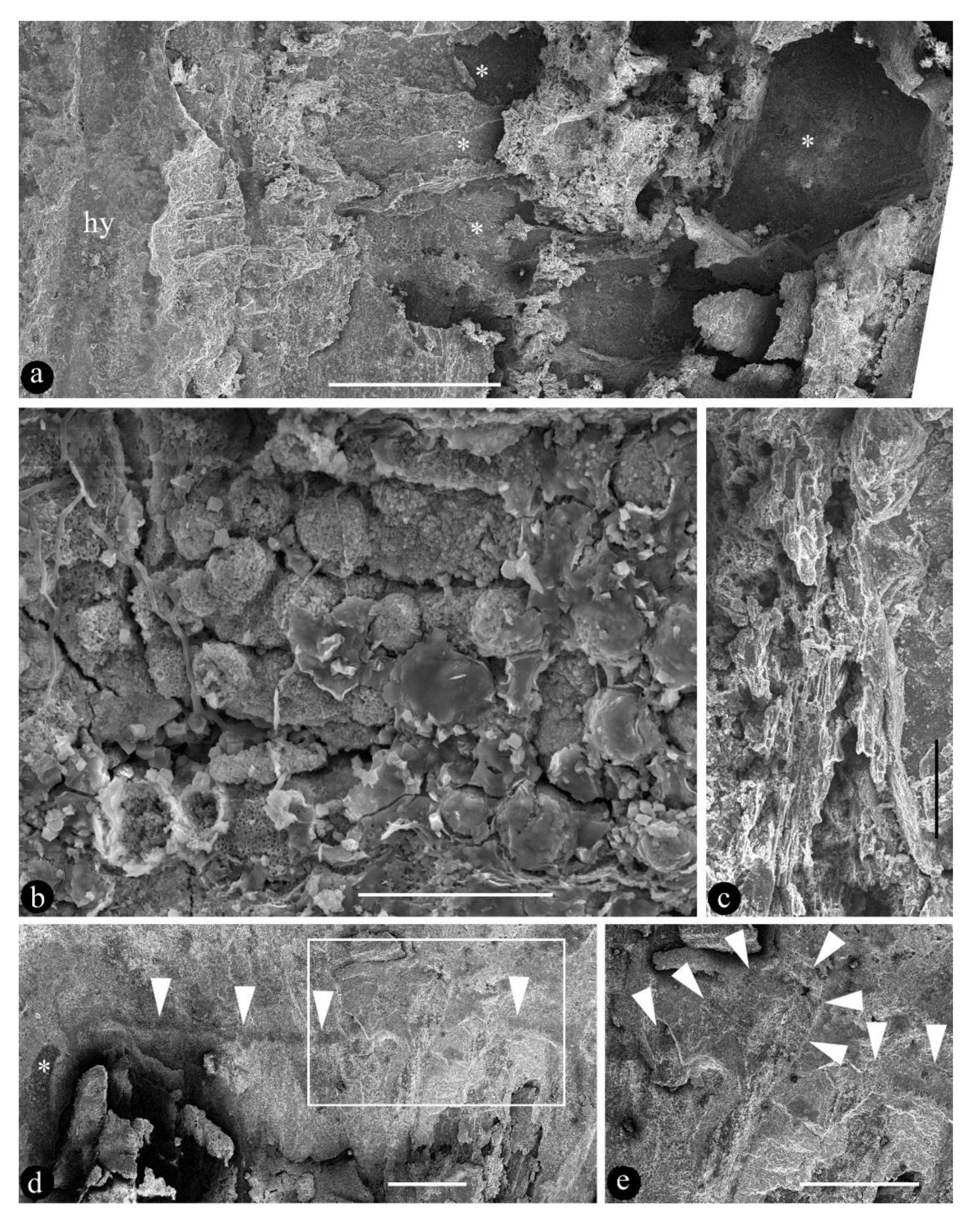 Biology 11 01036 g004
