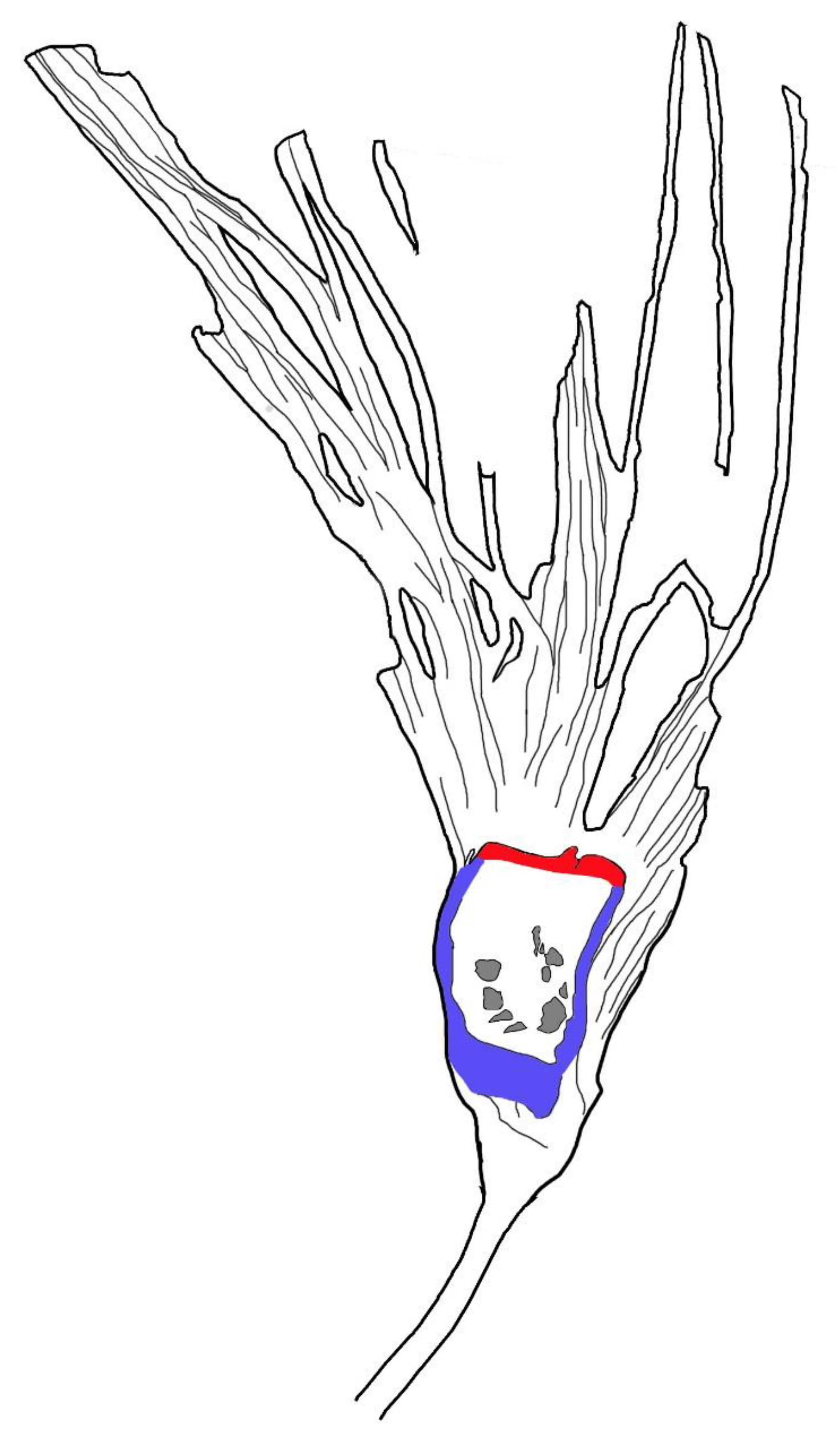 Biology 11 01036 g005