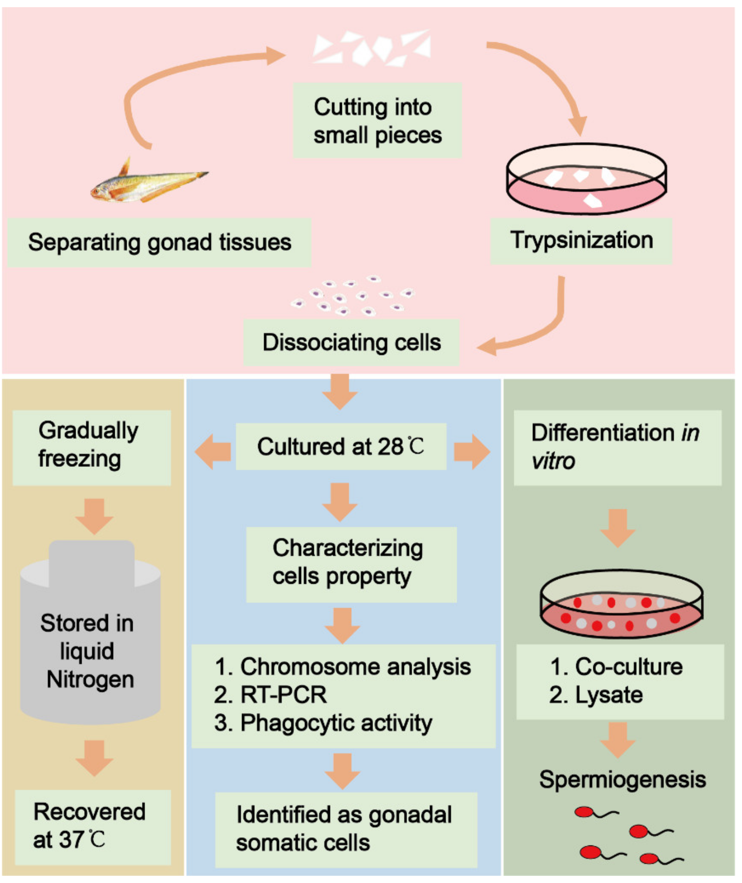 Biology 11 01049 g001