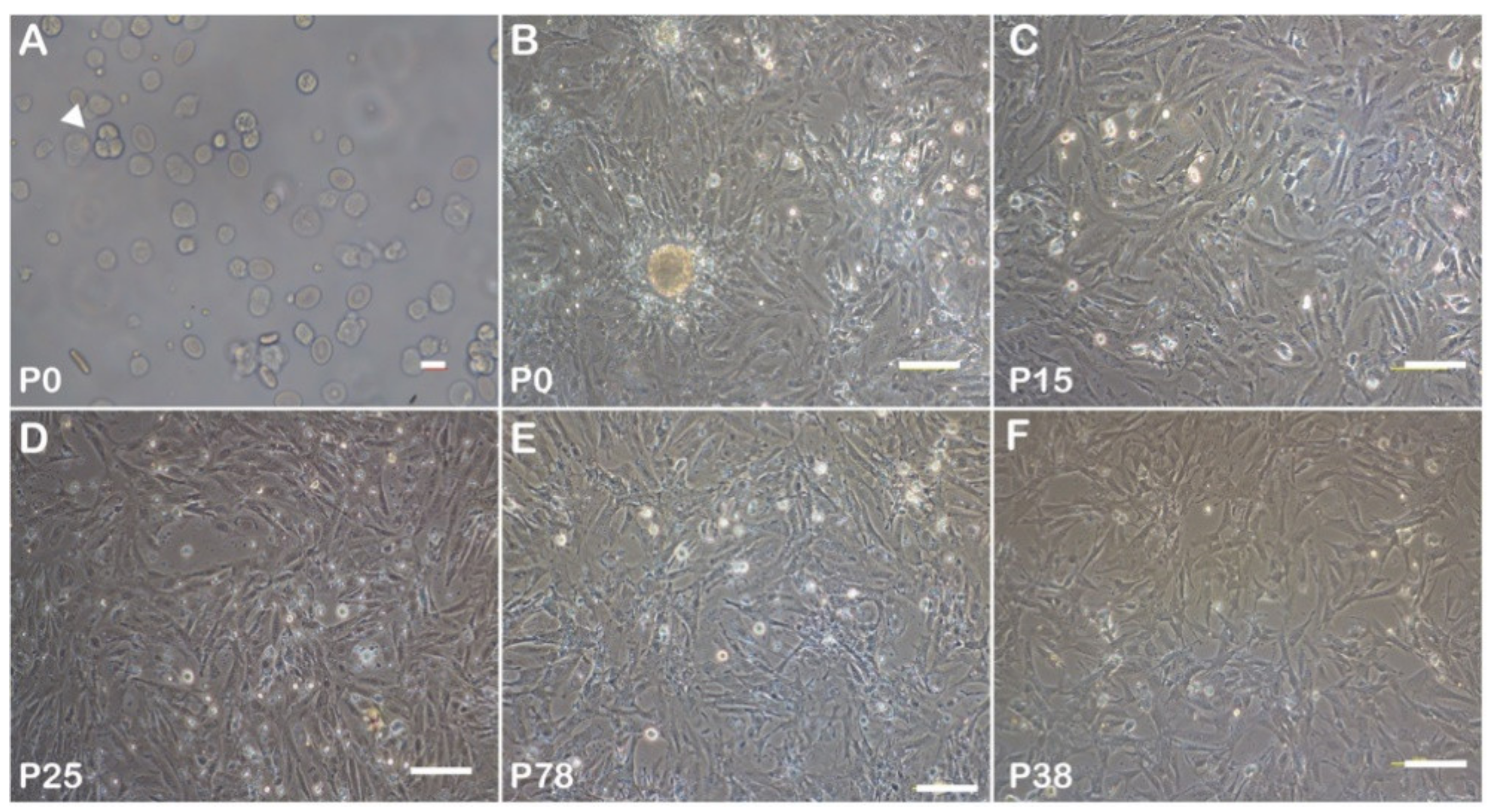 Biology 11 01049 g002