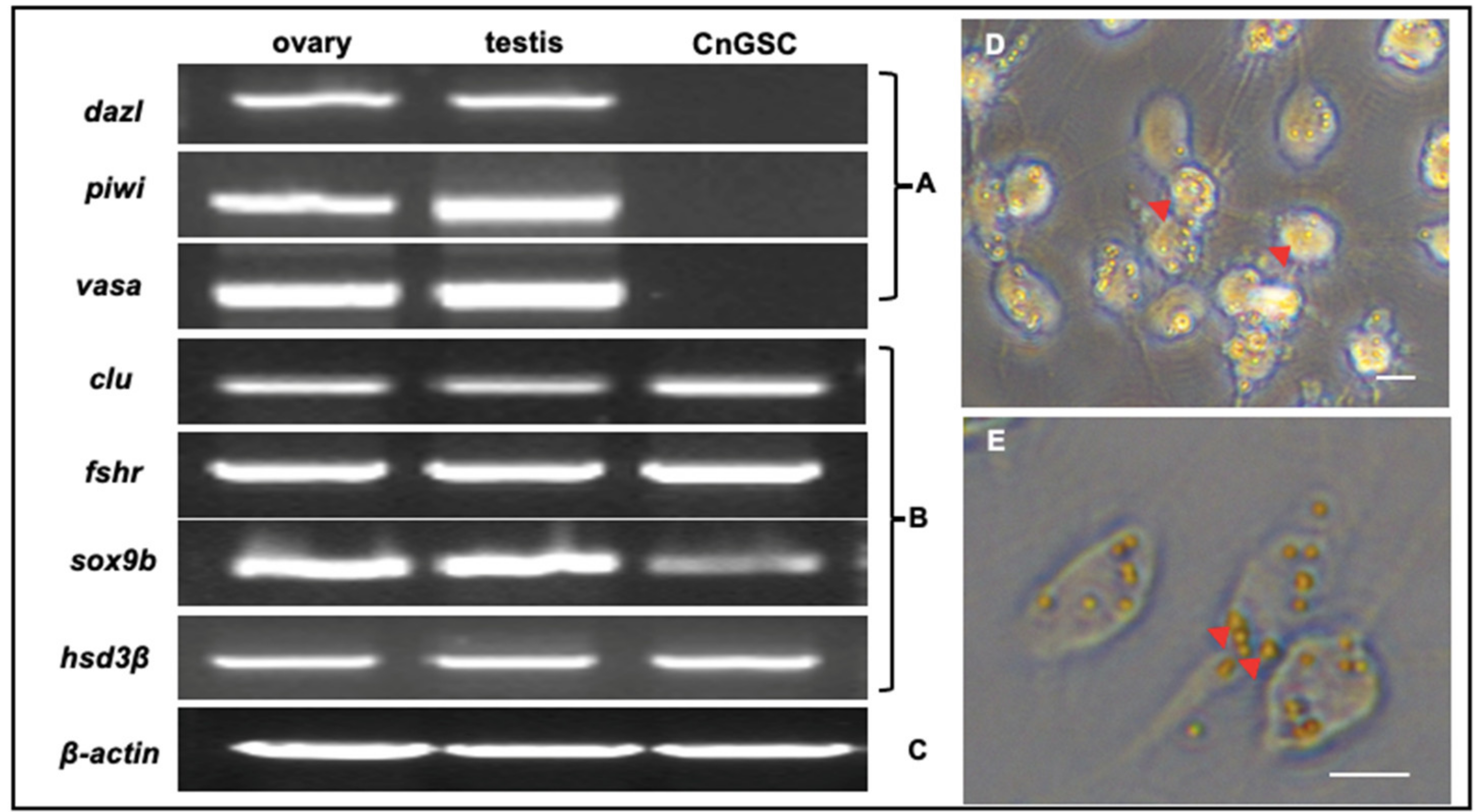 Biology 11 01049 g004
