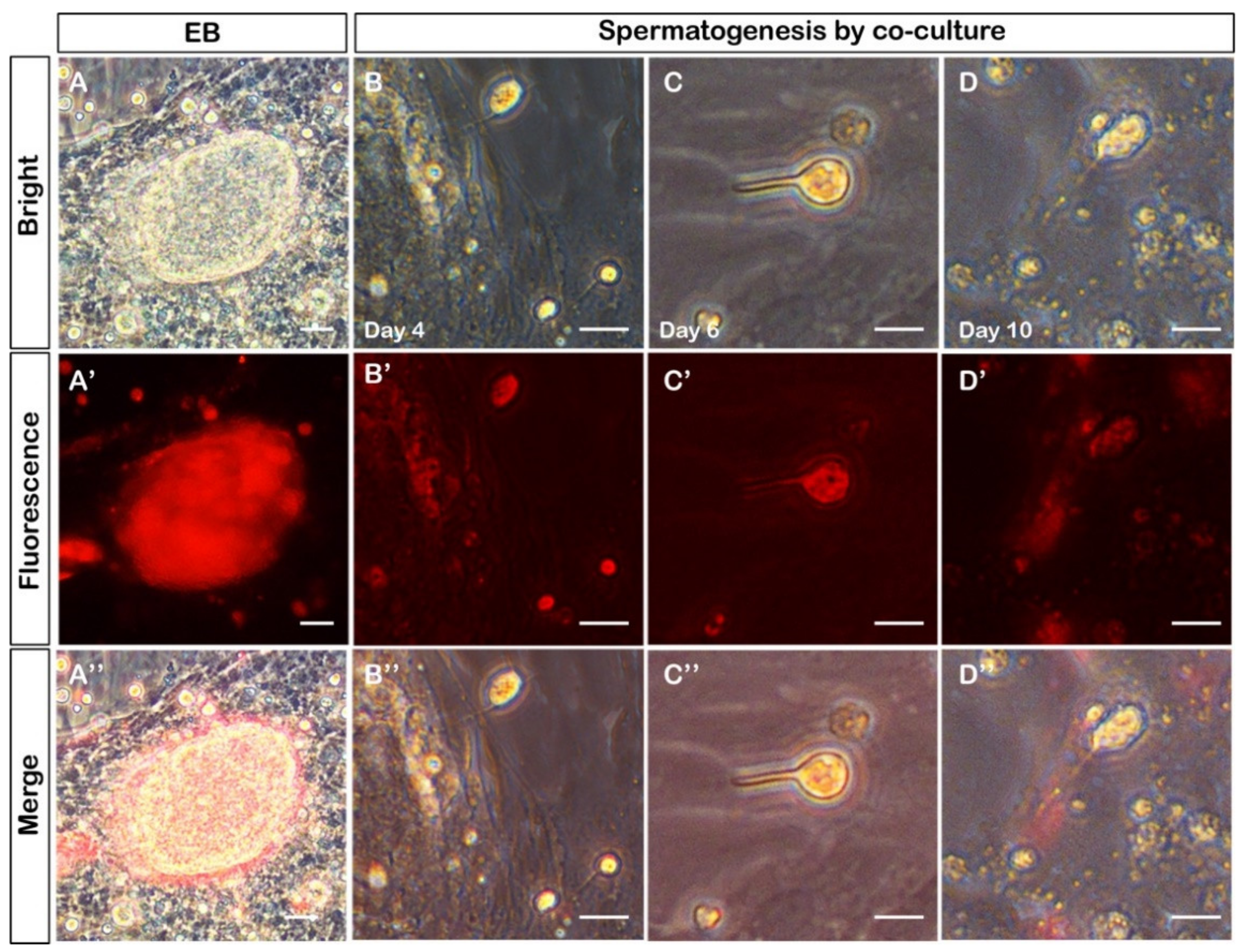 Biology 11 01049 g005