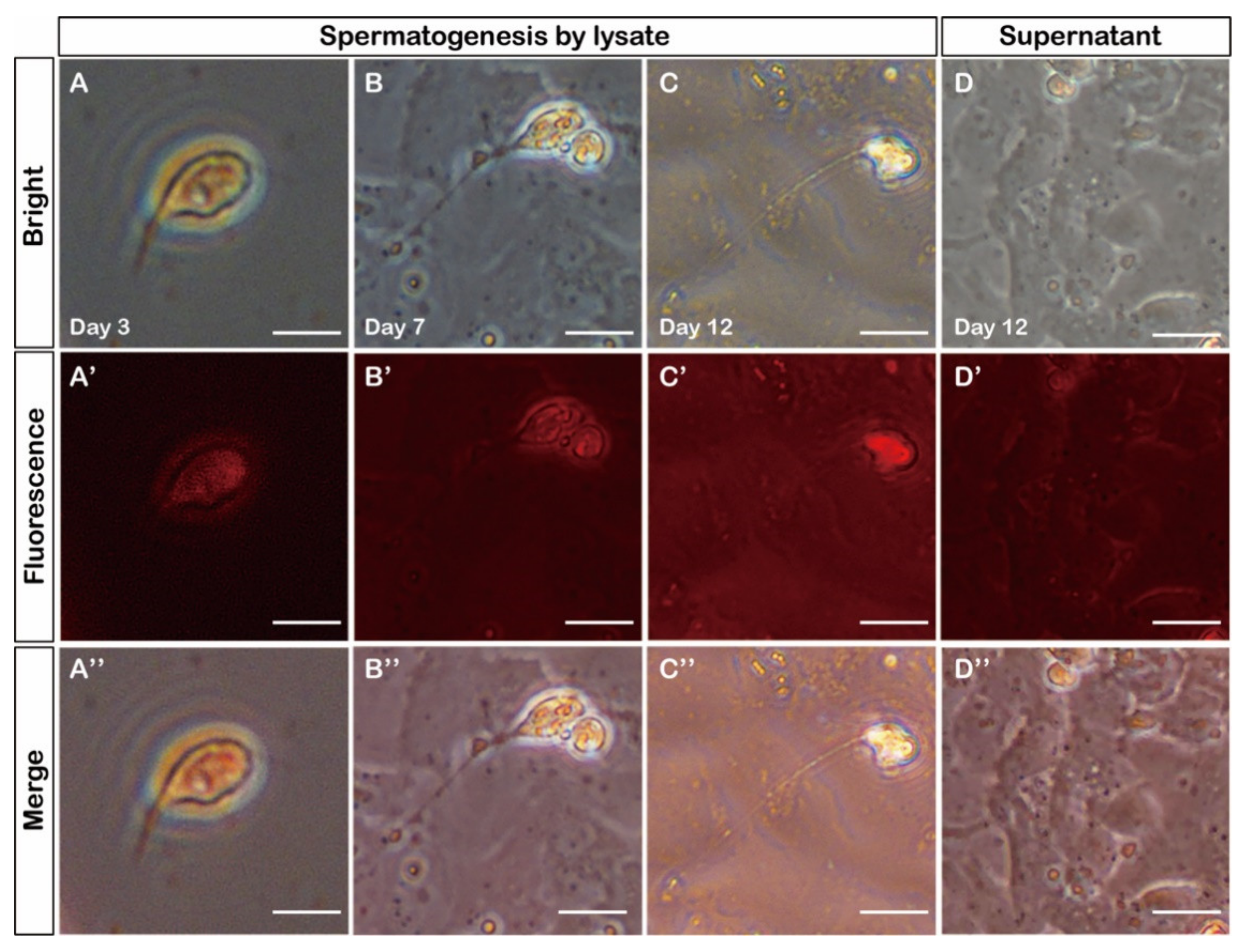 Biology 11 01049 g006